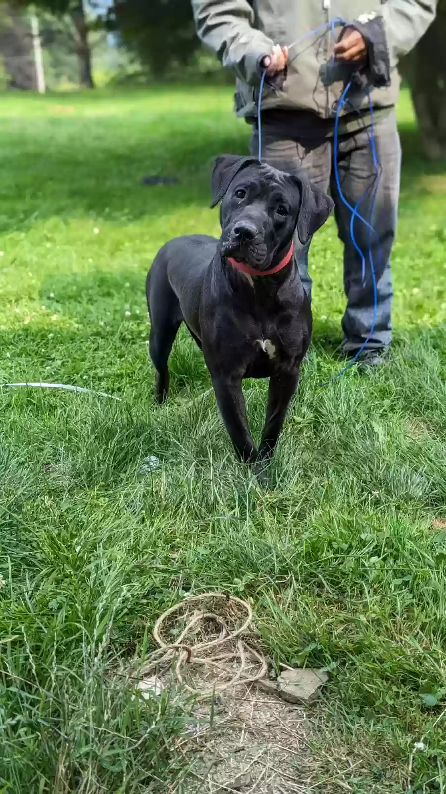 adoptable Dog in Johnstown,PA named Puma