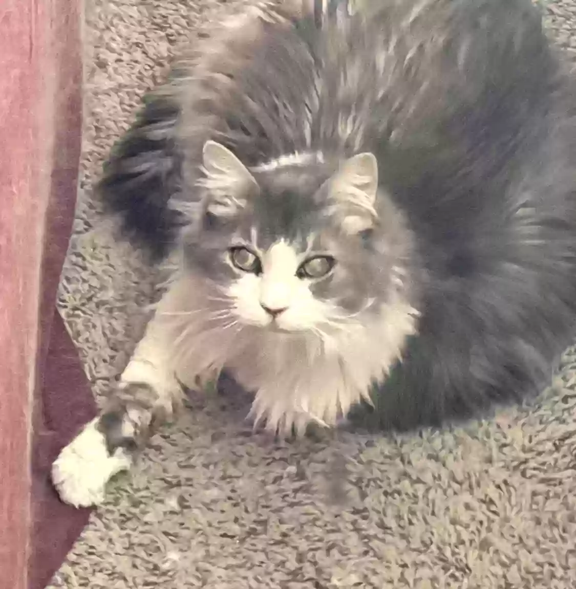 adoptable Cat in Corona,CA named Pretty