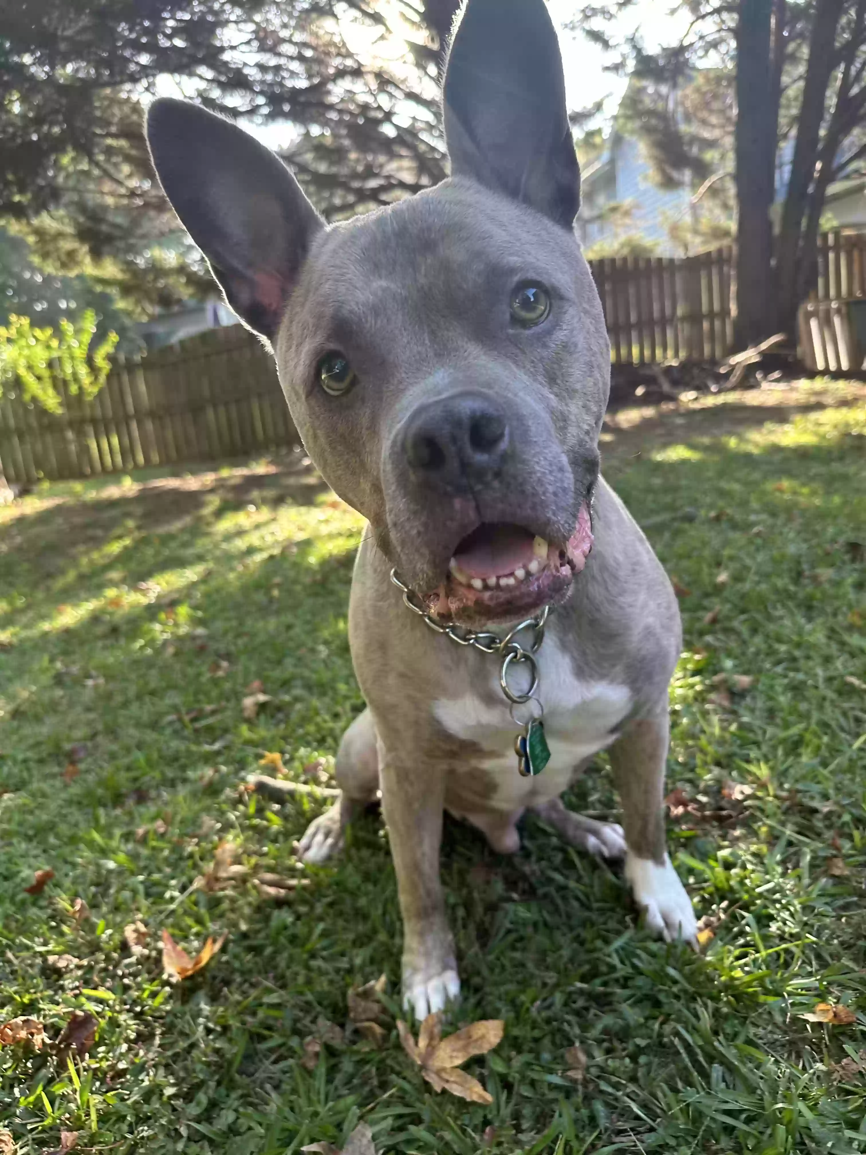 adoptable Dog in Atlanta,GA named Hugo