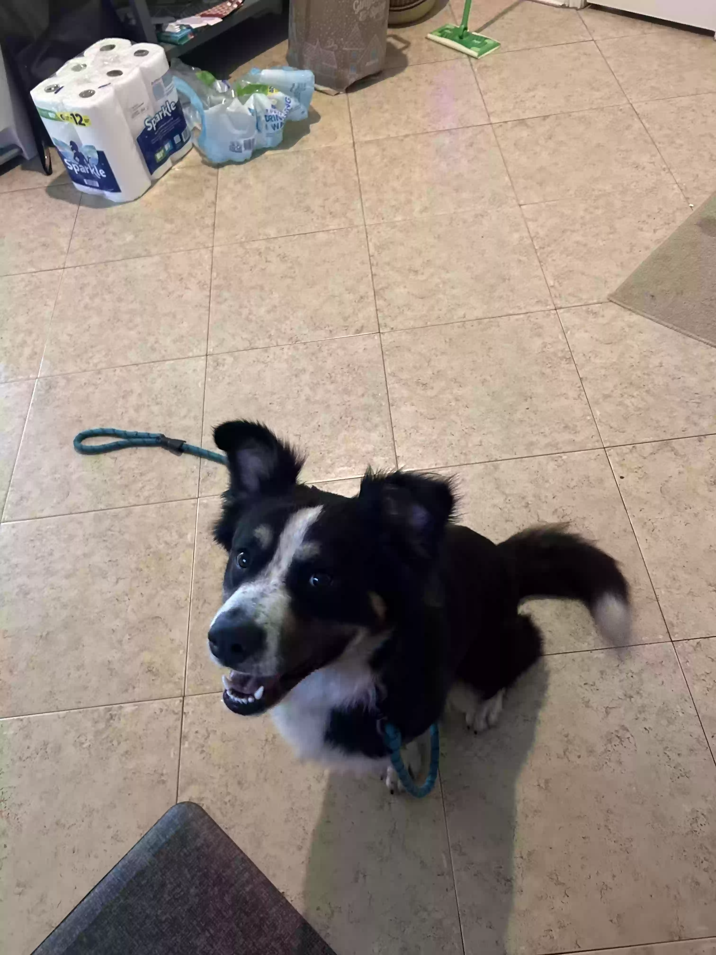 adoptable Dog in Houston,TX named Astro