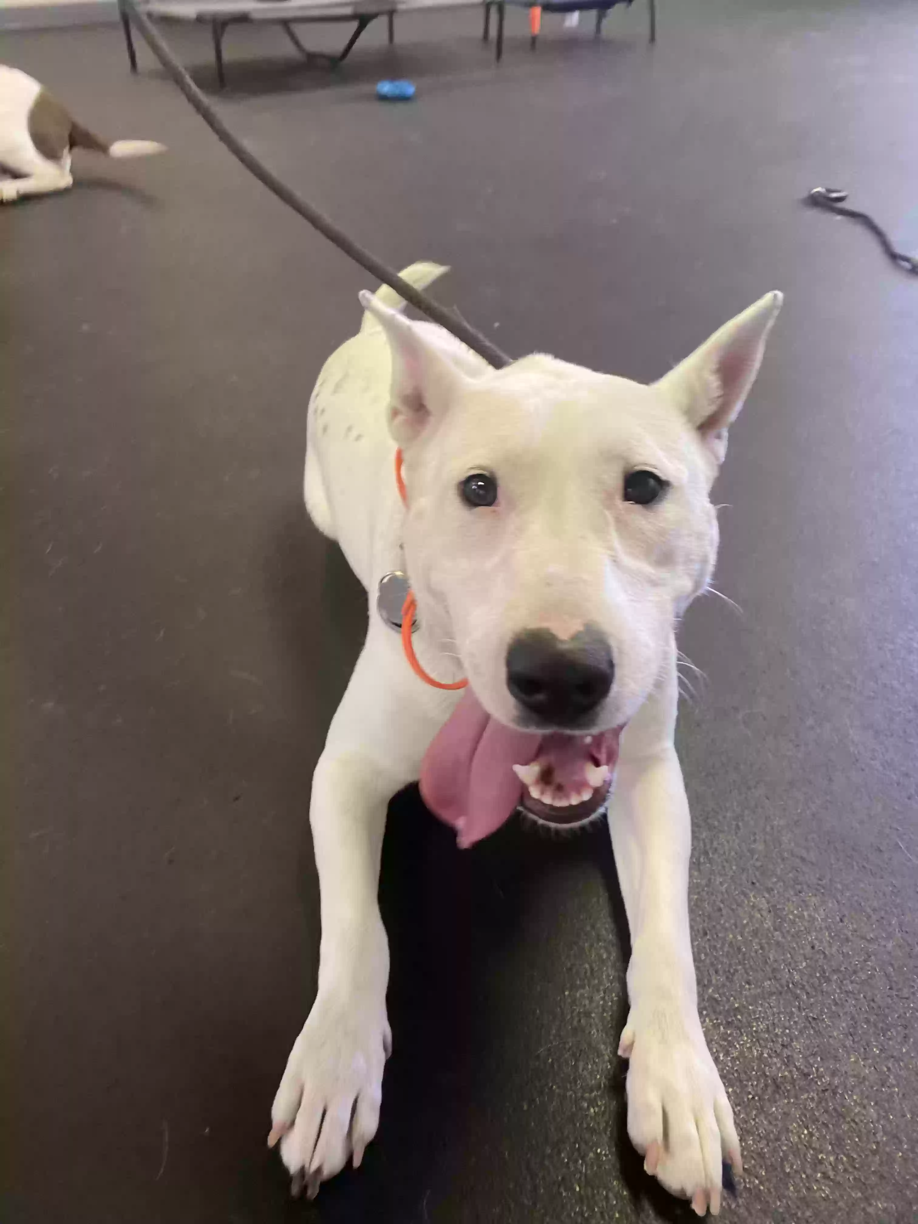 adoptable Dog in Concord,CA named Luna