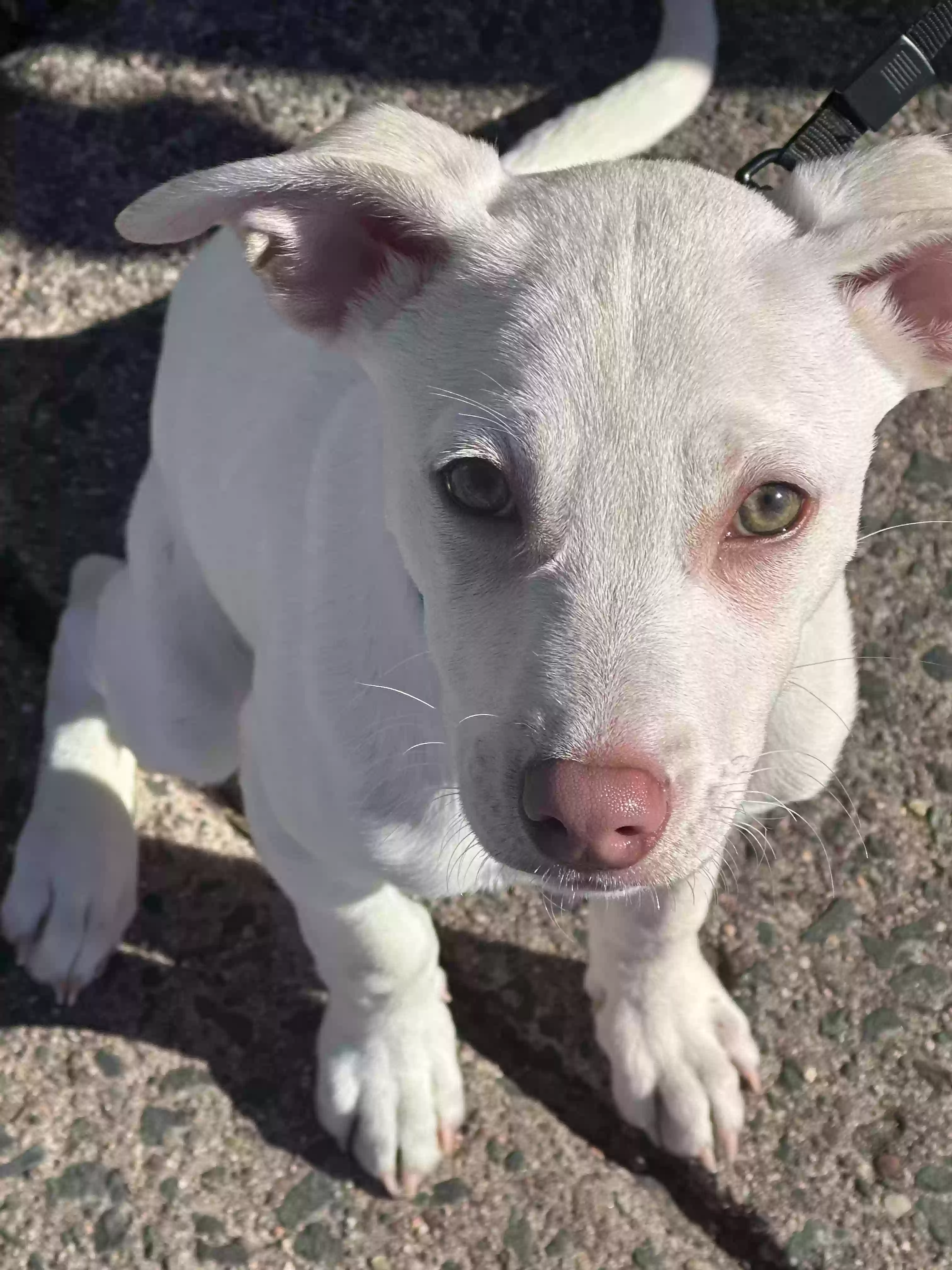 adoptable Dog in Waterbury,CT named Snoopy