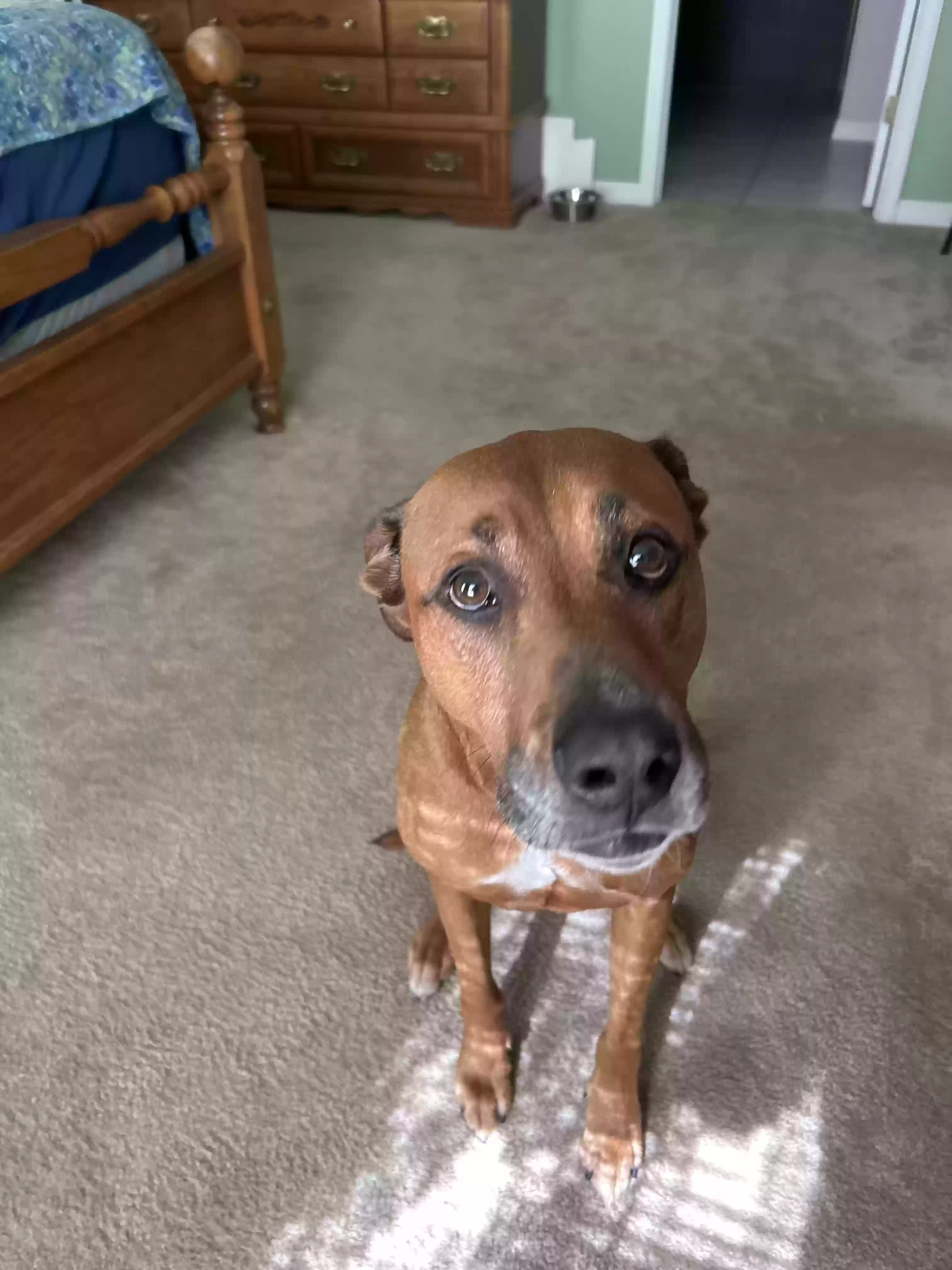 adoptable Dog in Trenton,FL named Thor