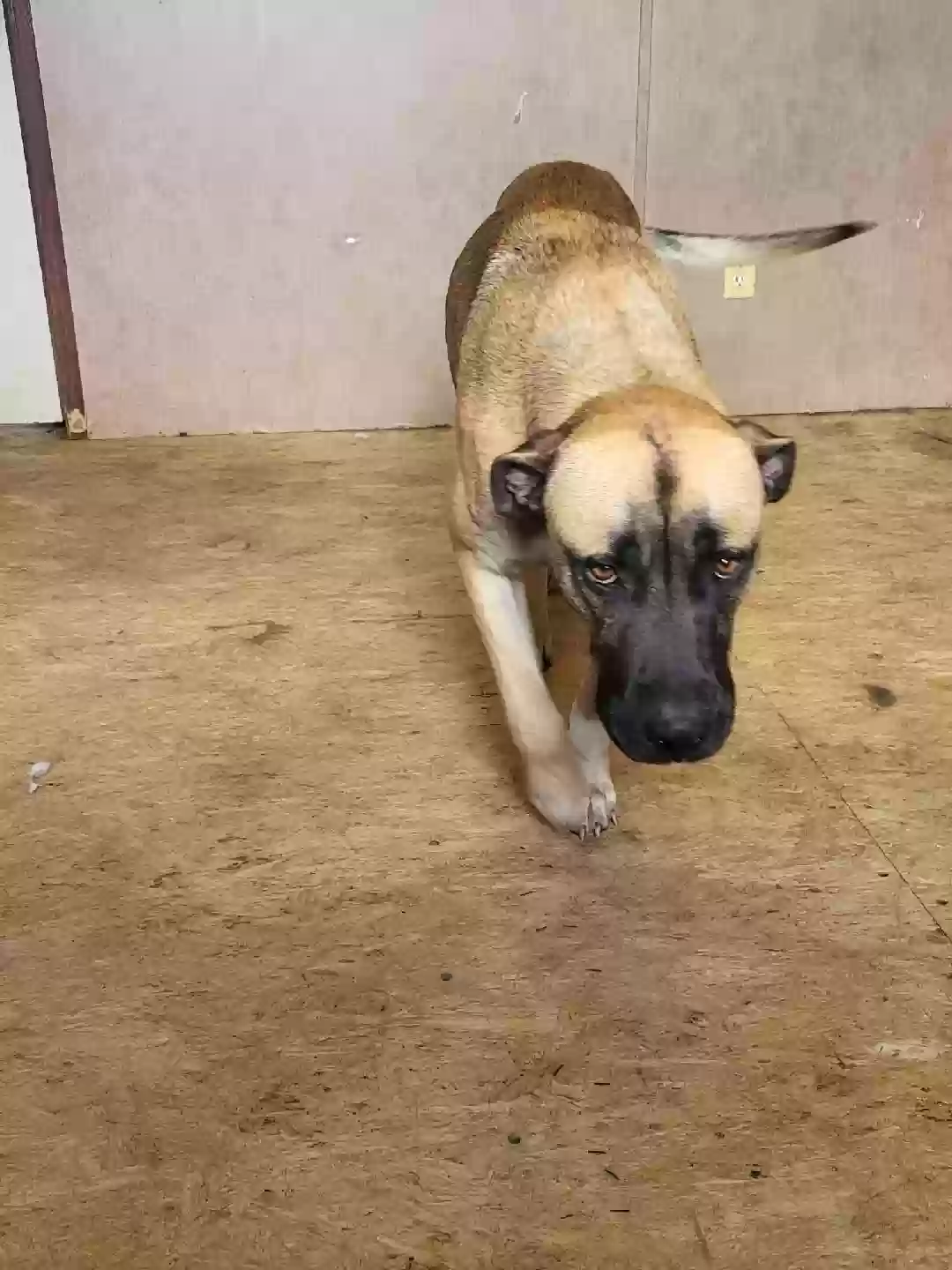 adoptable Dog in Gueydan,LA named N/A