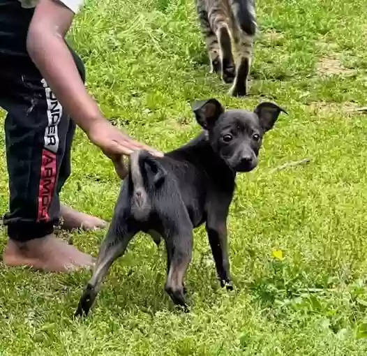 adoptable Dog in Conway,AR named Gumbo