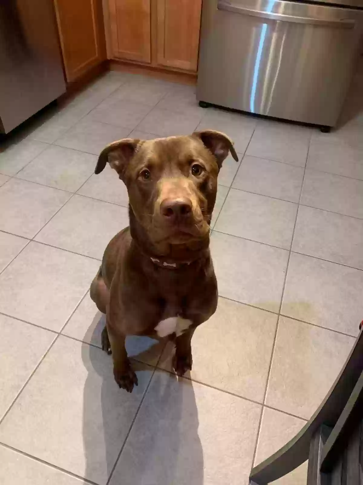 adoptable Dog in Phoenix,AZ named Toby