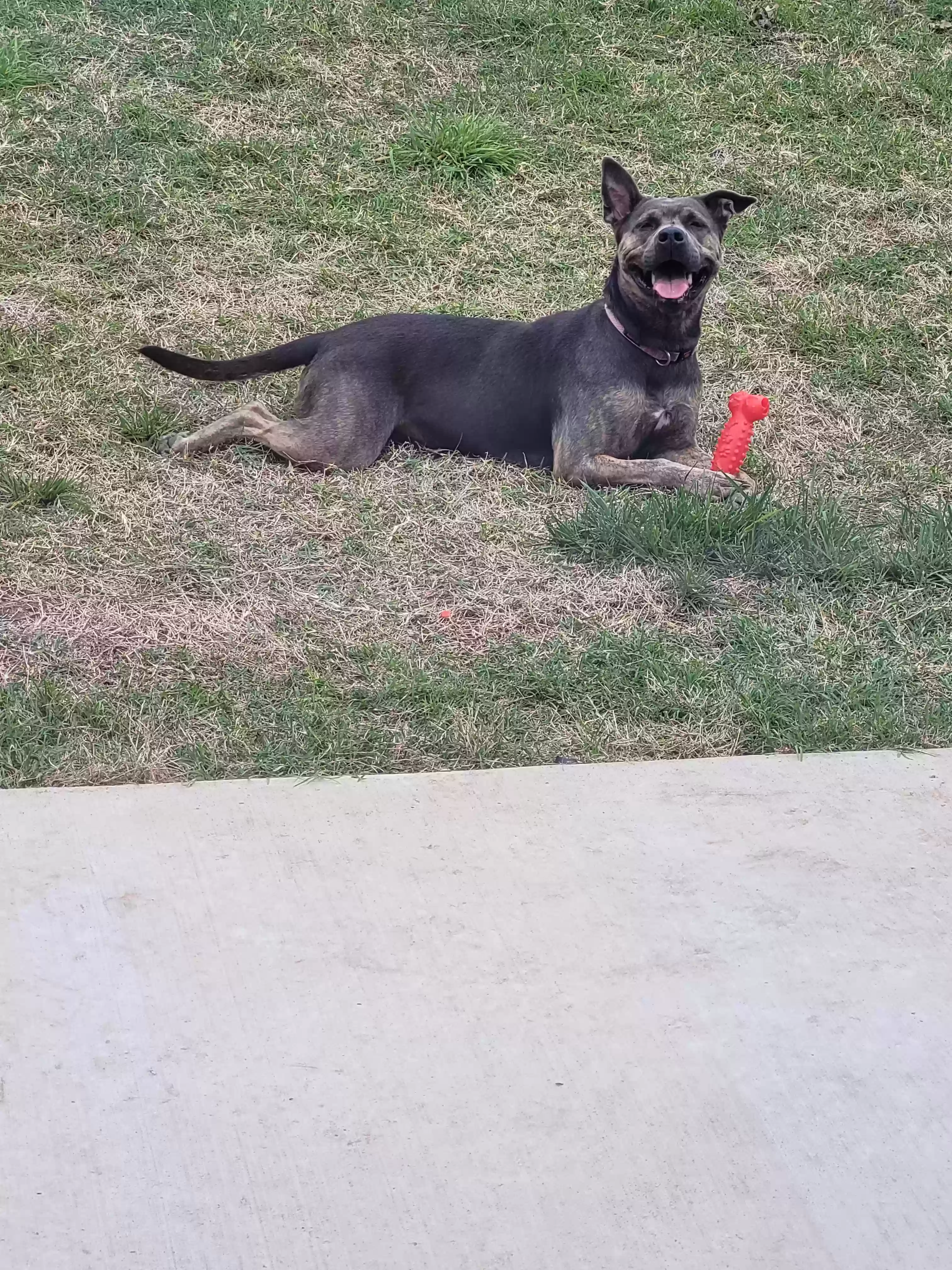 adoptable Dog in Crandall,TX named Bella