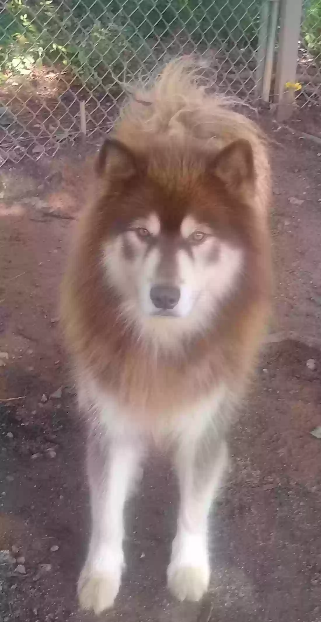 adoptable Dog in Douglasville,GA named Alpha