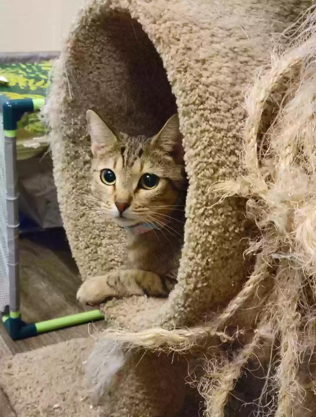 adoptable Cat in Surprise,AZ named Itty Bitty