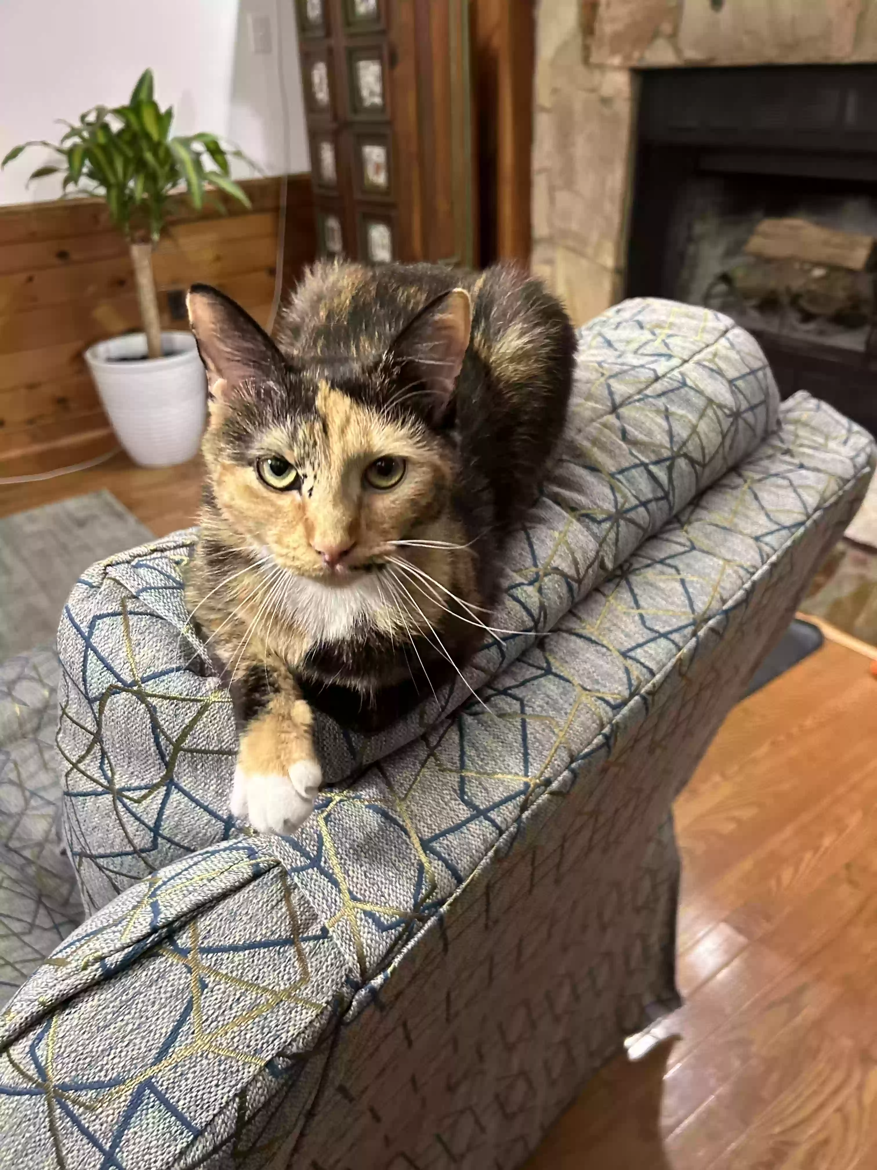 adoptable Cat in Chesterfield,VA named Pumpkin Spice Latte