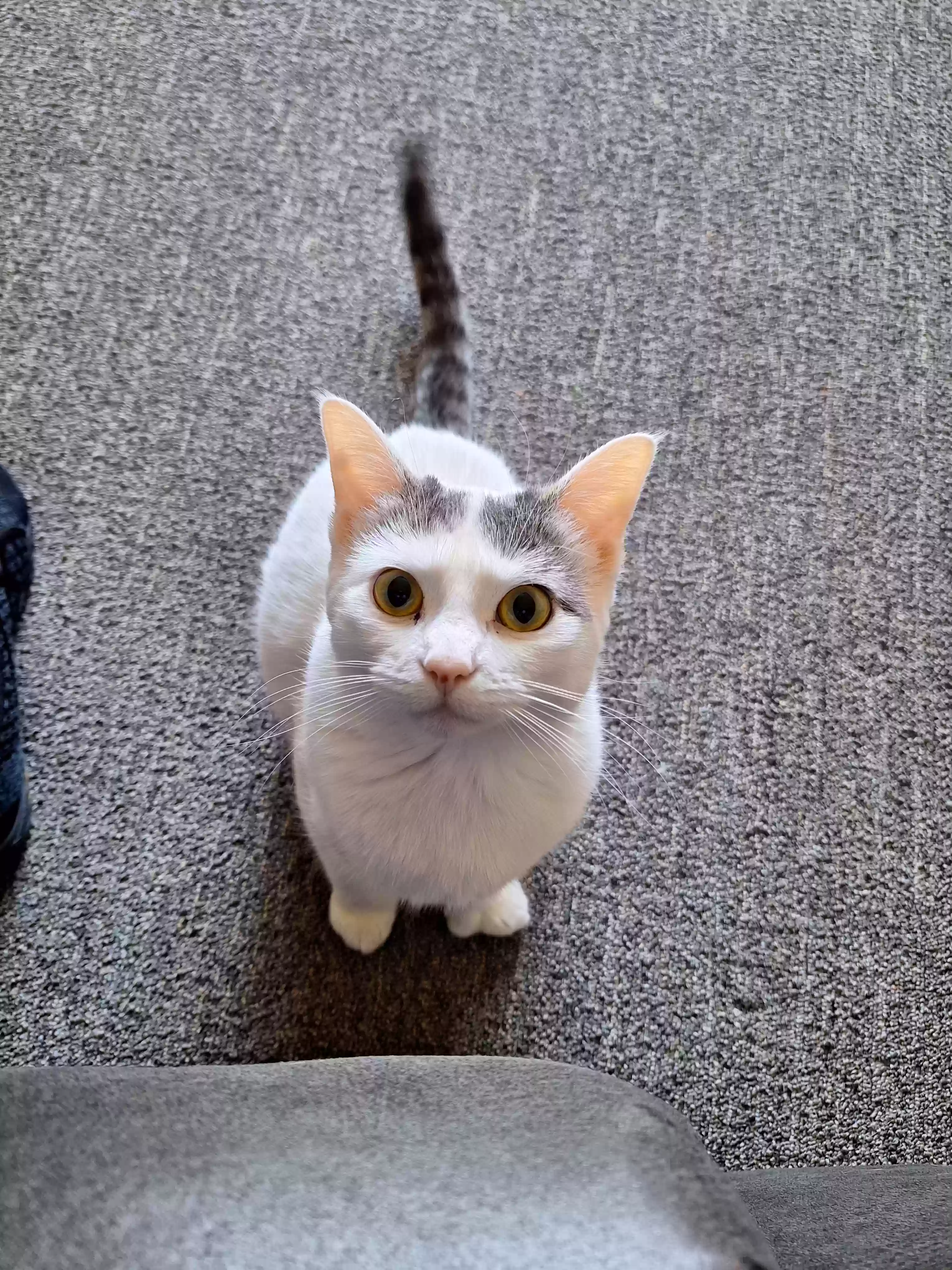 adoptable Cat in Ankeny,IA named Daisy(Sissy)