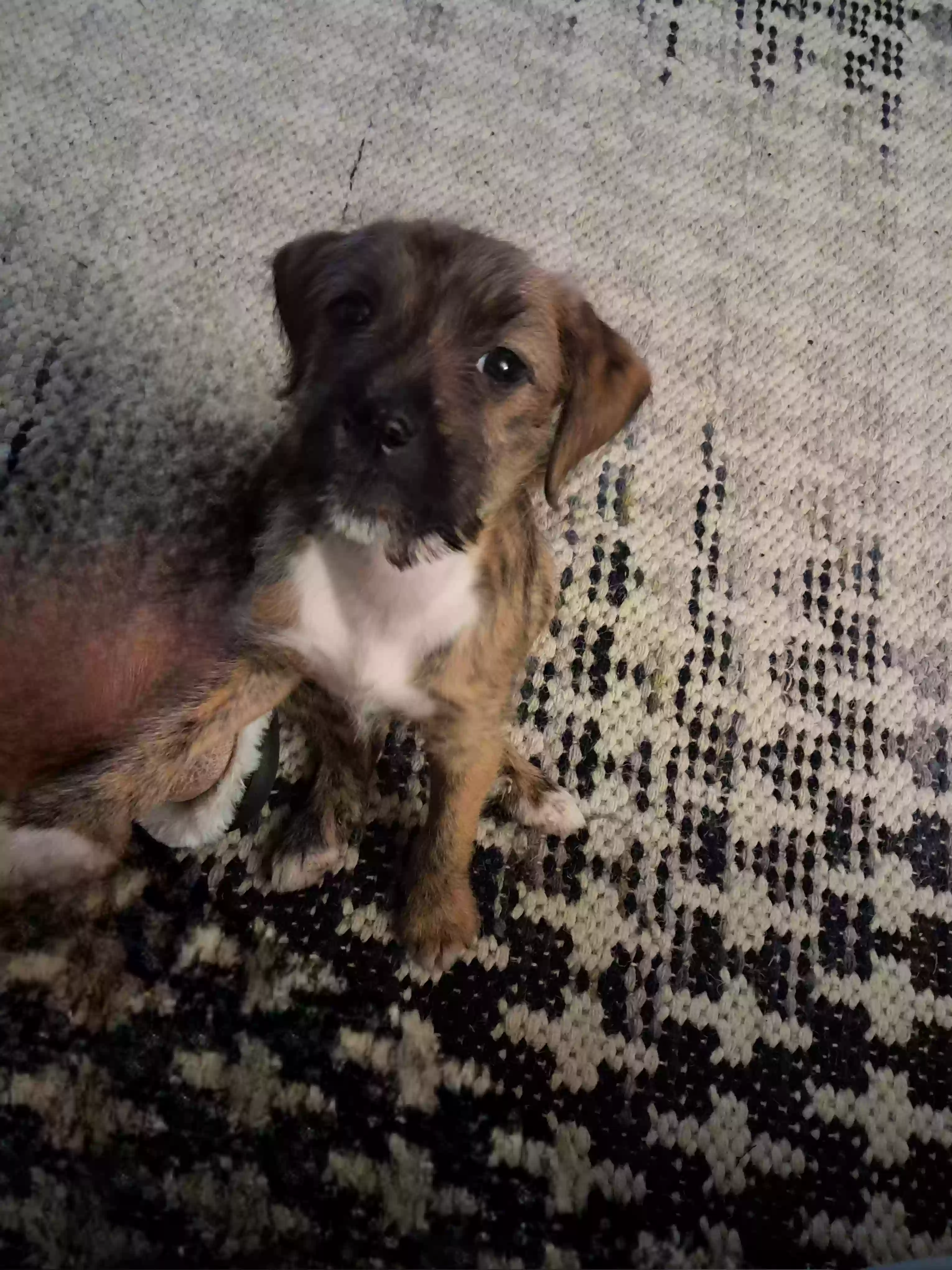 adoptable Dog in Memphis,TN named Laylah