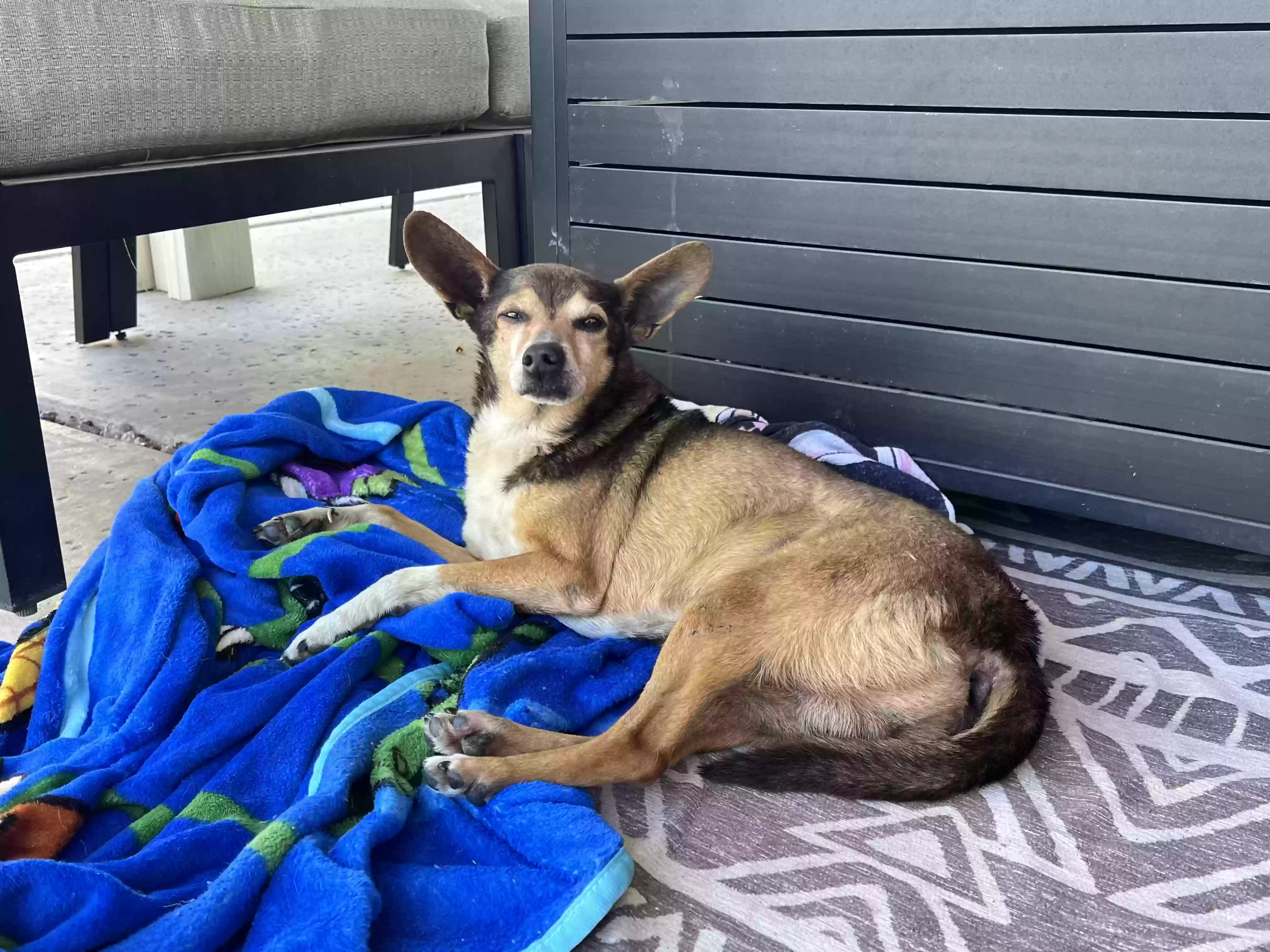 adoptable Dog in Cerritos,CA named Hamilton