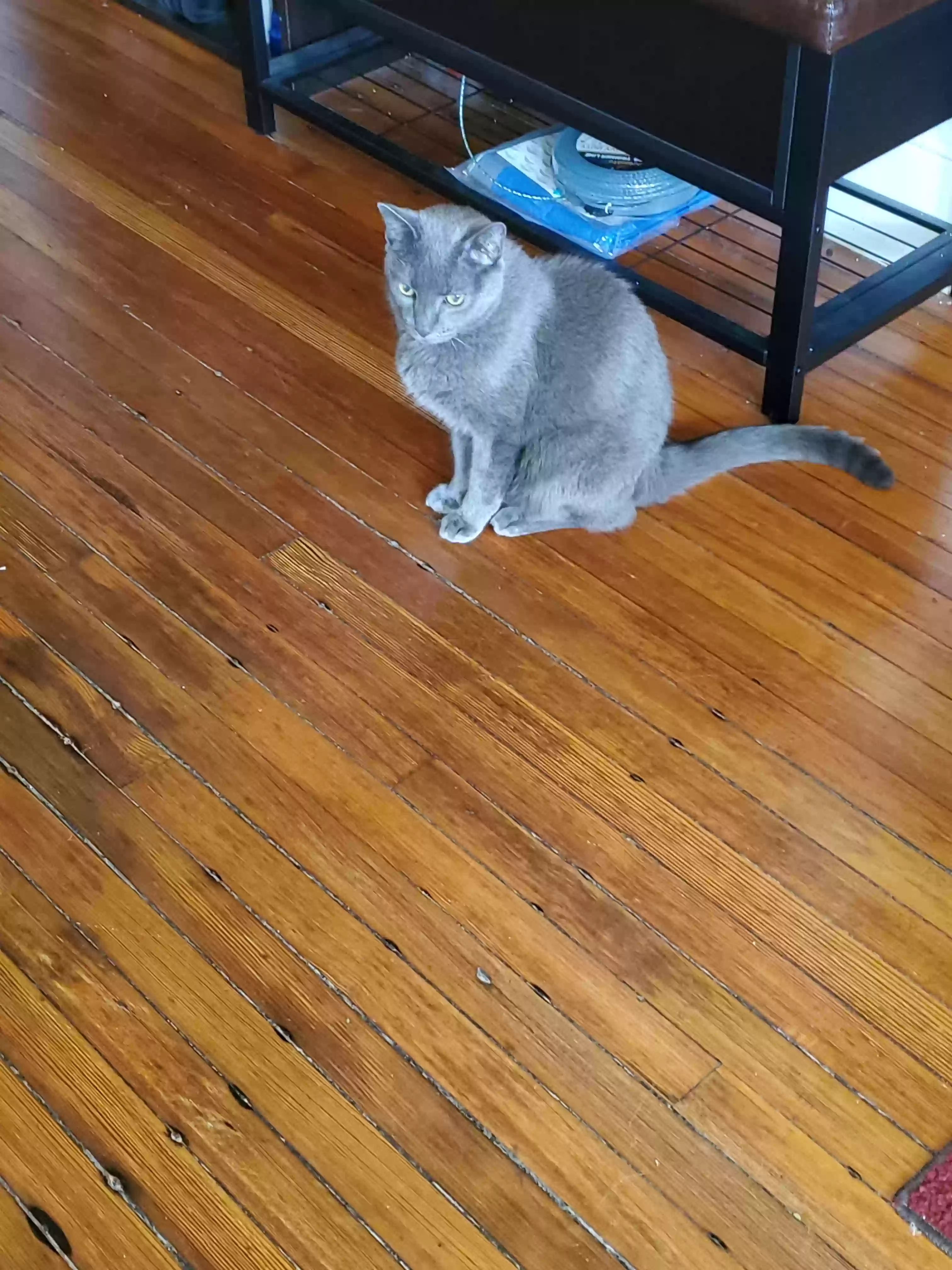 adoptable Cat in Norfolk,VA named Byron