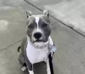 adoptable Dog in Anaheim,CA named Hazel