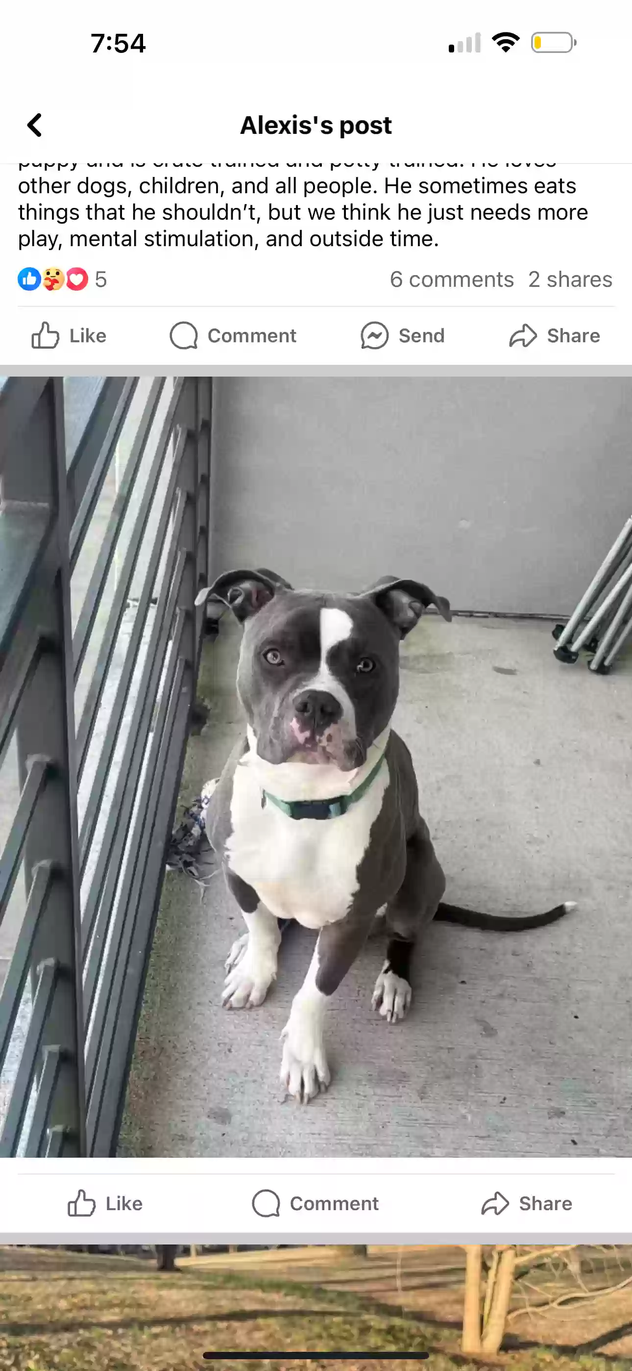 adoptable Dog in Atlanta,GA named Kaido