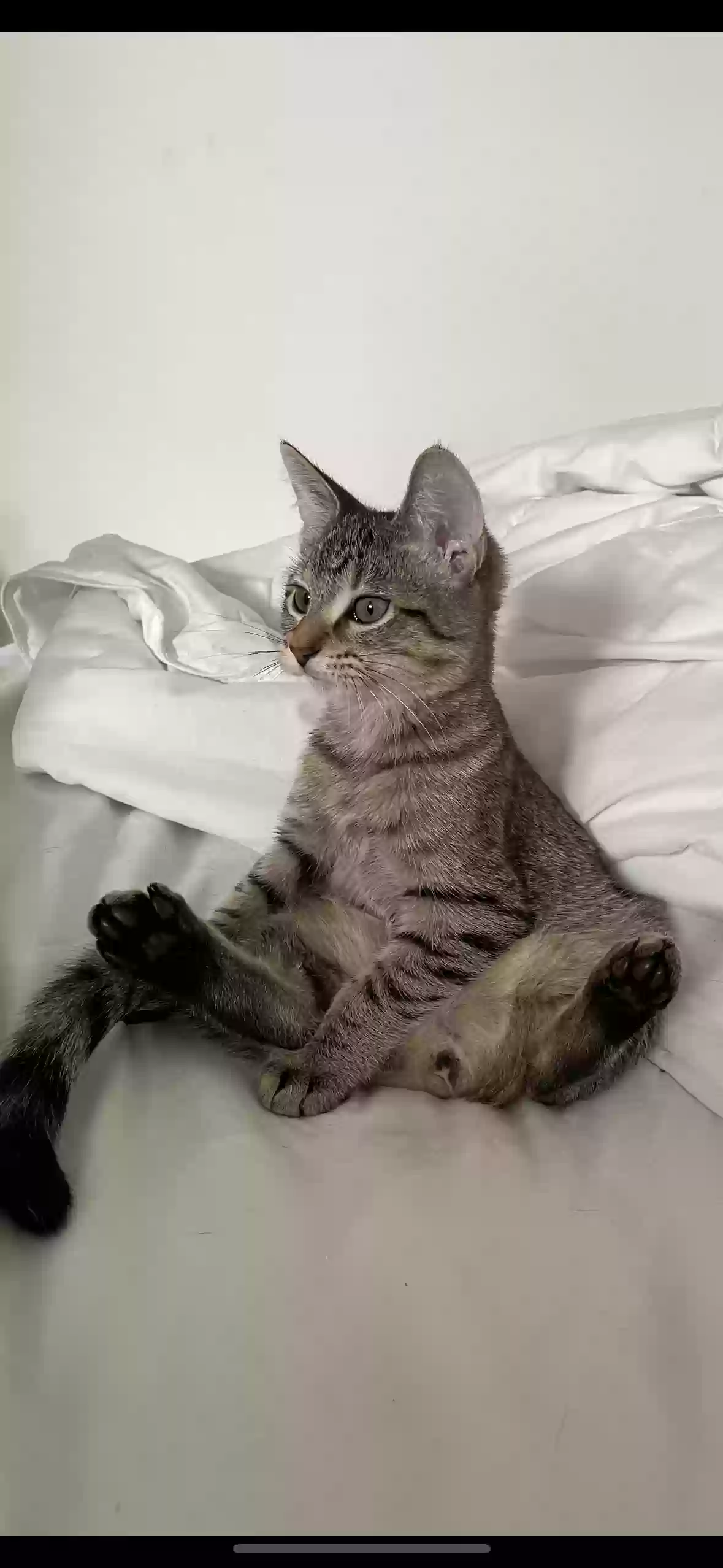 adoptable Cat in Highland,CA named Luna