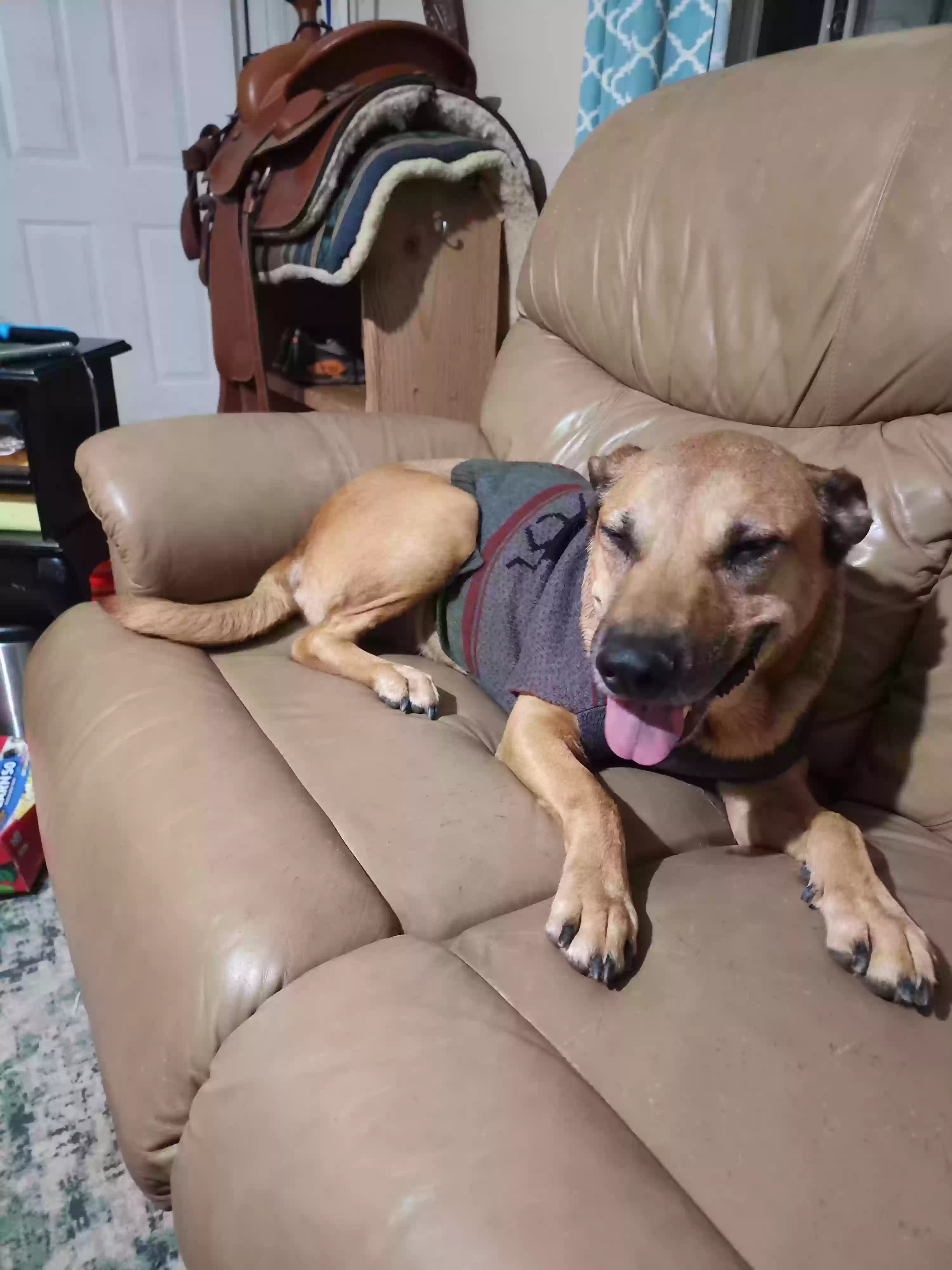 adoptable Dog in Mesa,AZ named Scarlett
