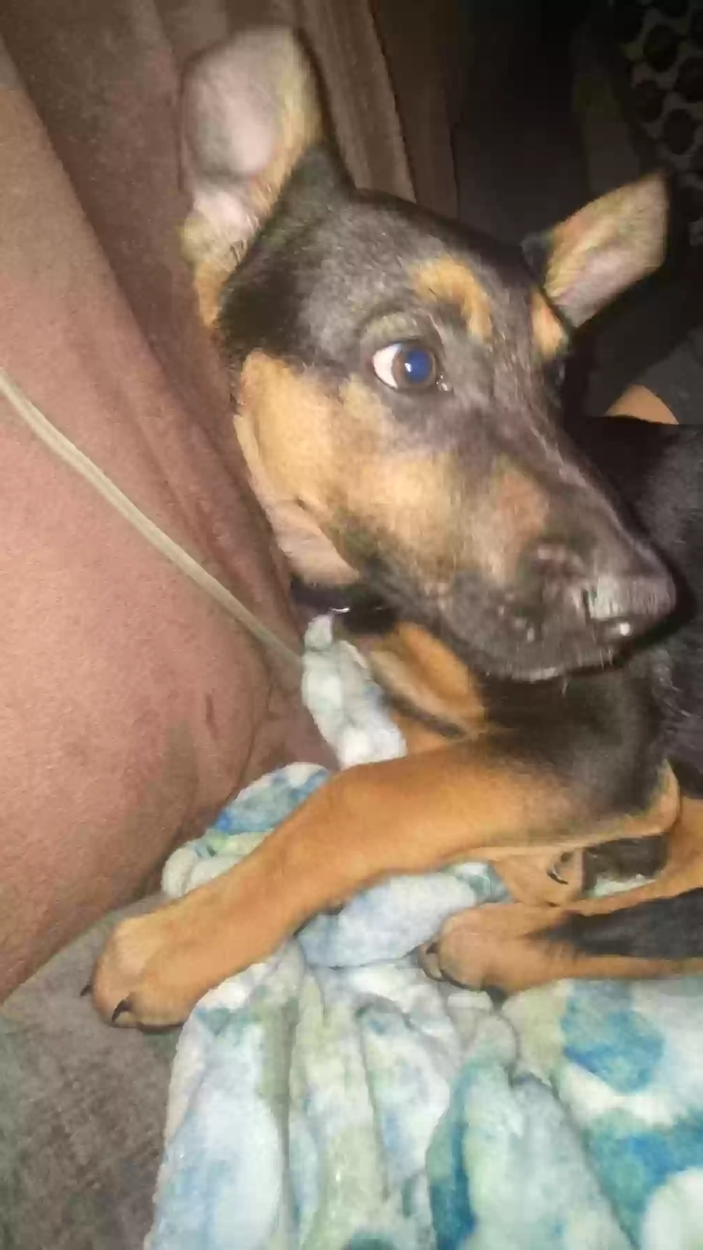adoptable Dog in Oak Ridge,TN named dale