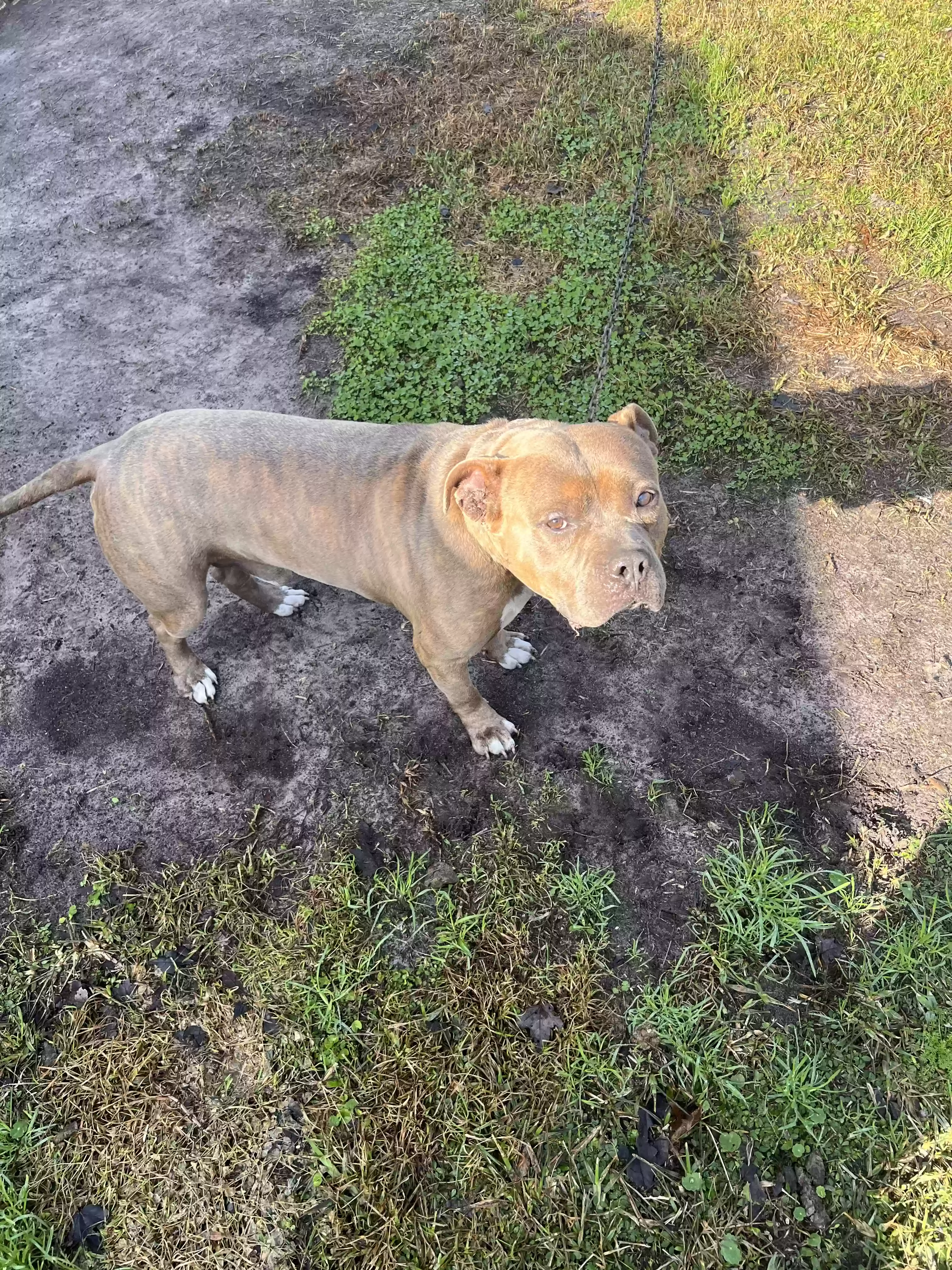 adoptable Dog in Jacksonville,FL named Sharky