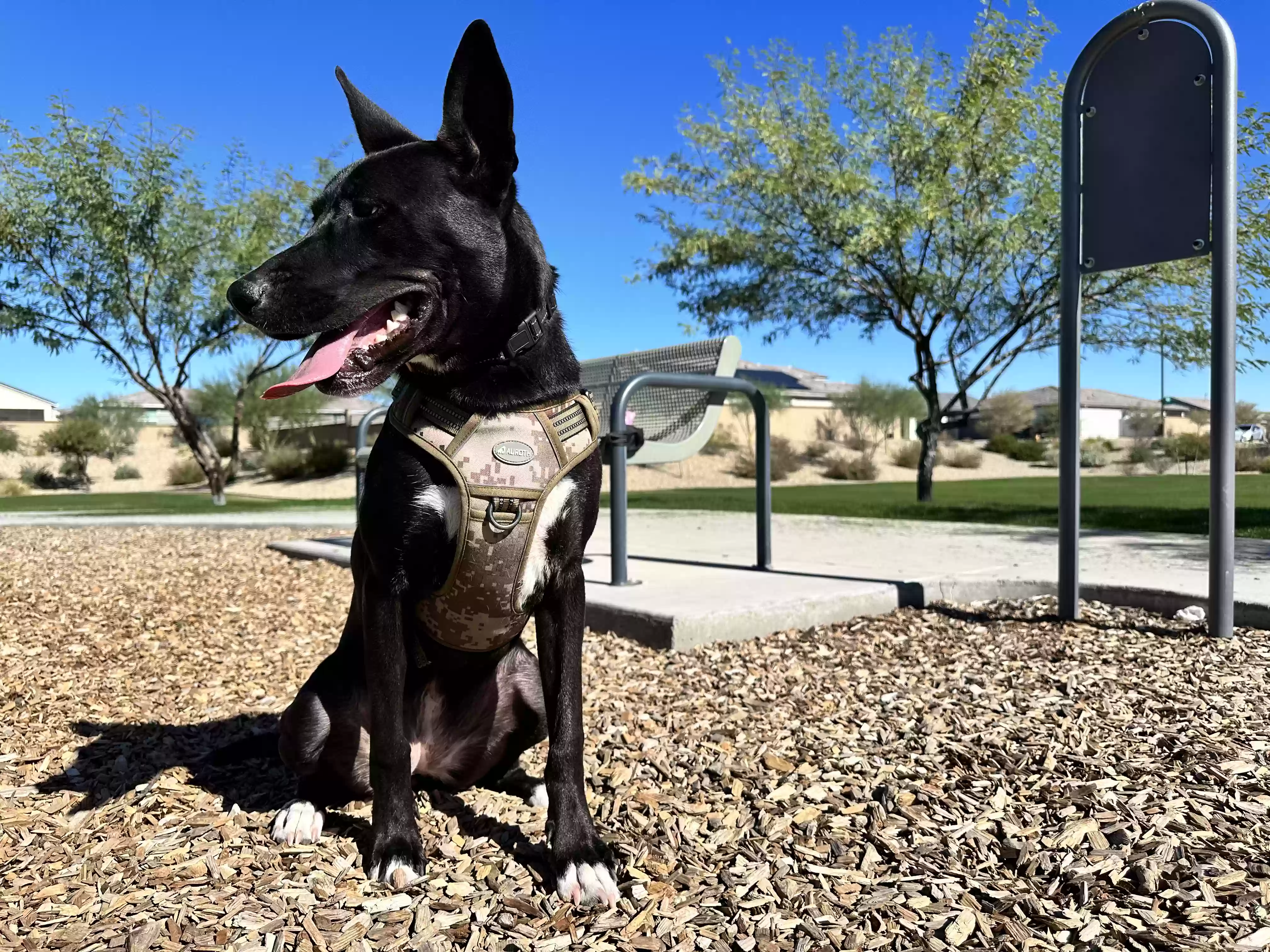 adoptable Dog in Buckeye,AZ named Shadow