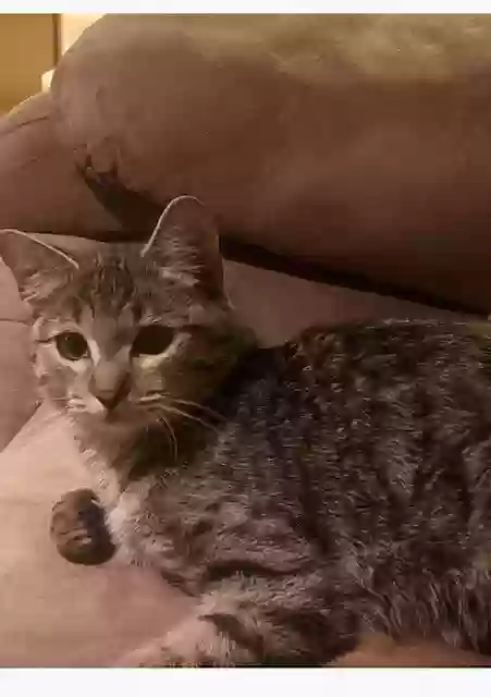 adoptable Cat in Sparks,NV named Penelope