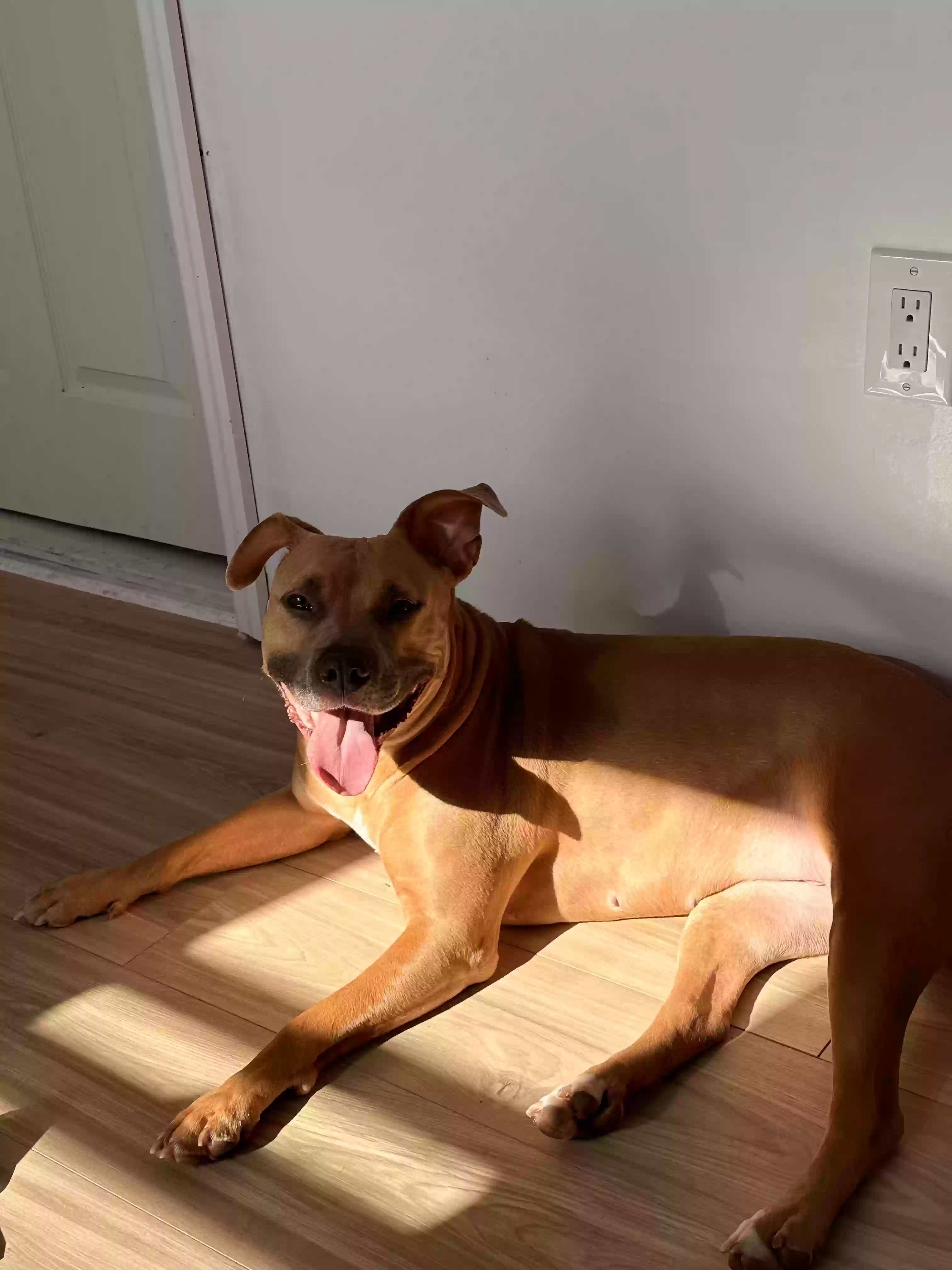 adoptable Dog in Jamaica,NY named Brooklyn