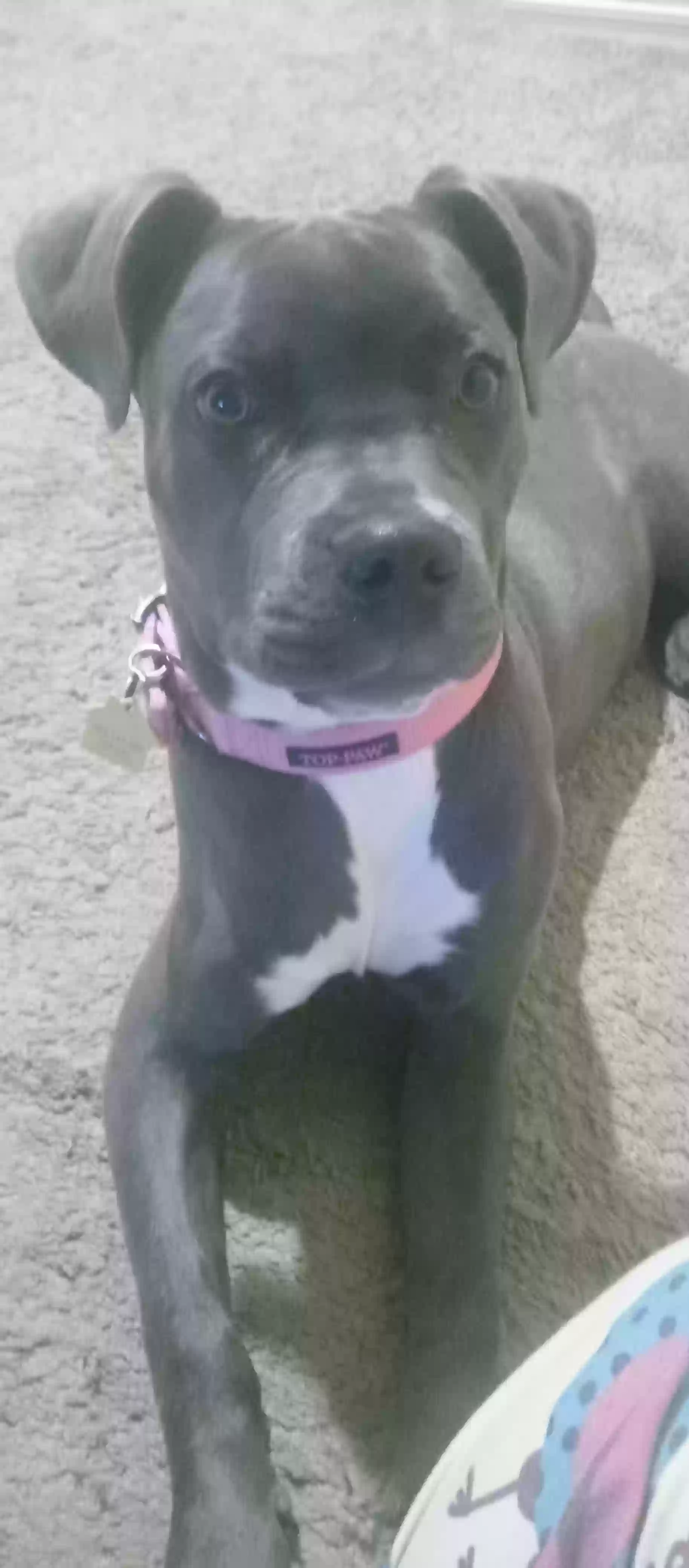 adoptable Dog in Tucson,AZ named mavis