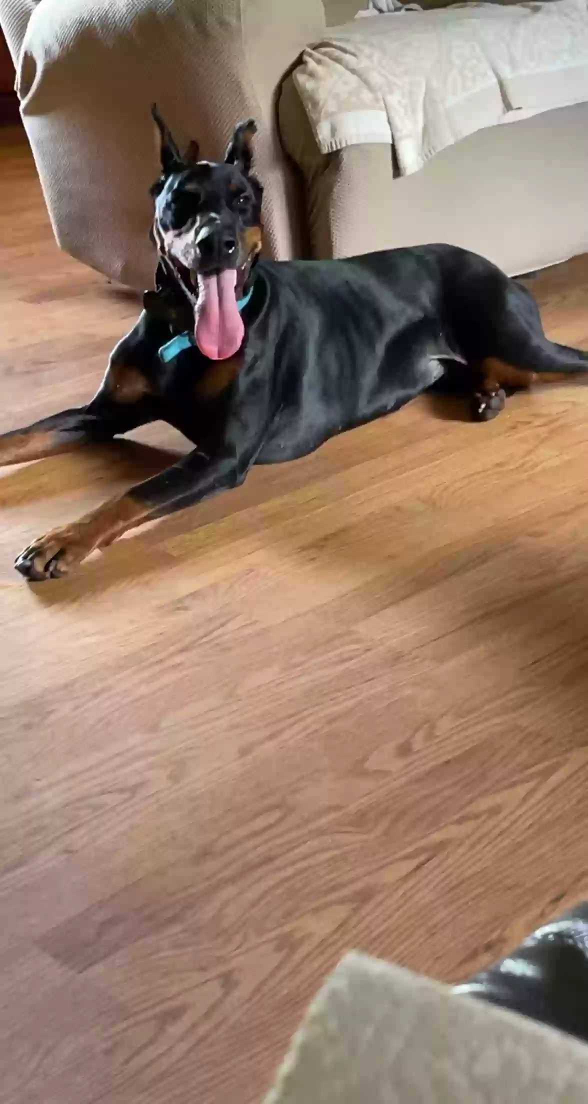 adoptable Dog in Buchanan,GA named Hera
