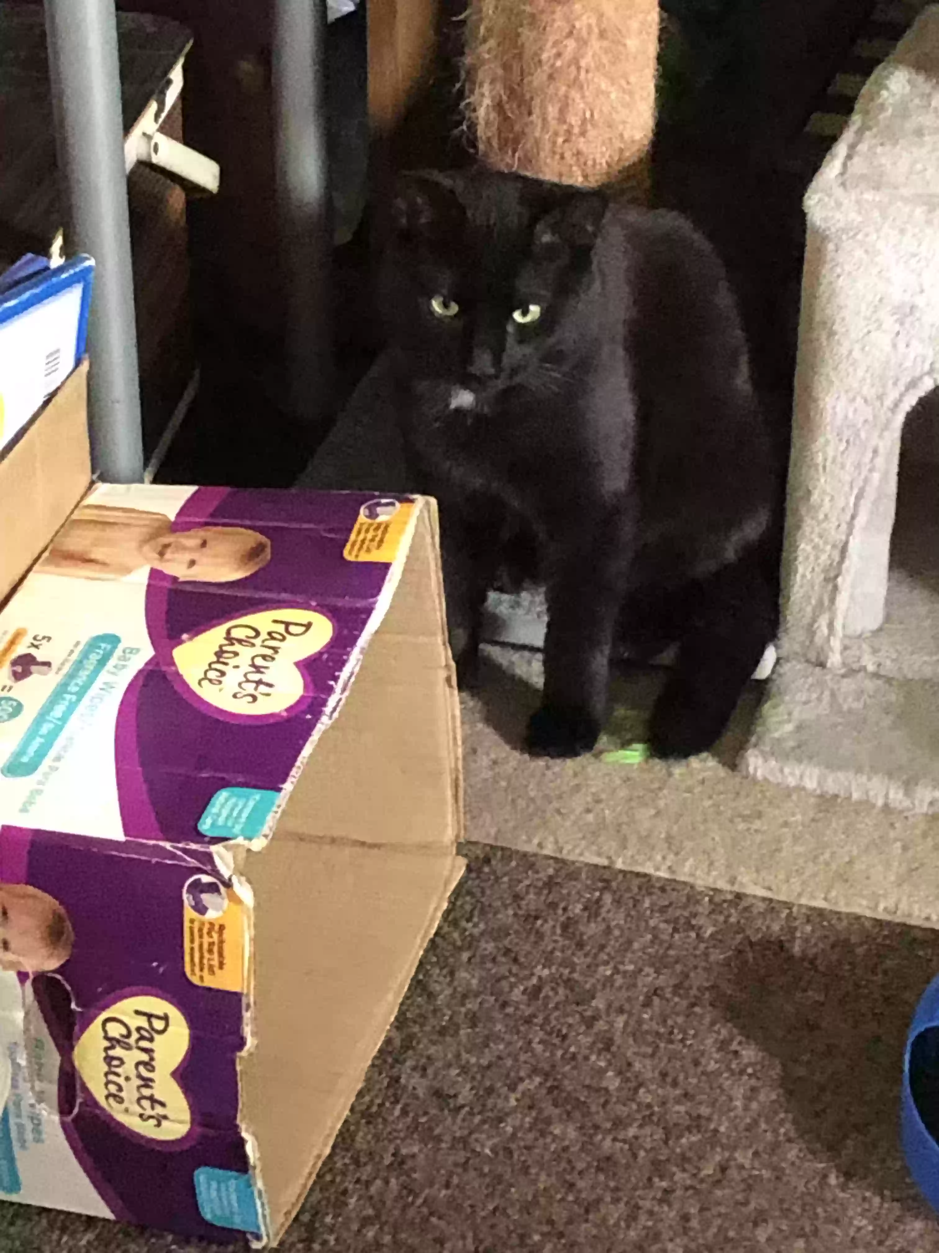 adoptable Cat in Pinconning,MI named I call him Midnight