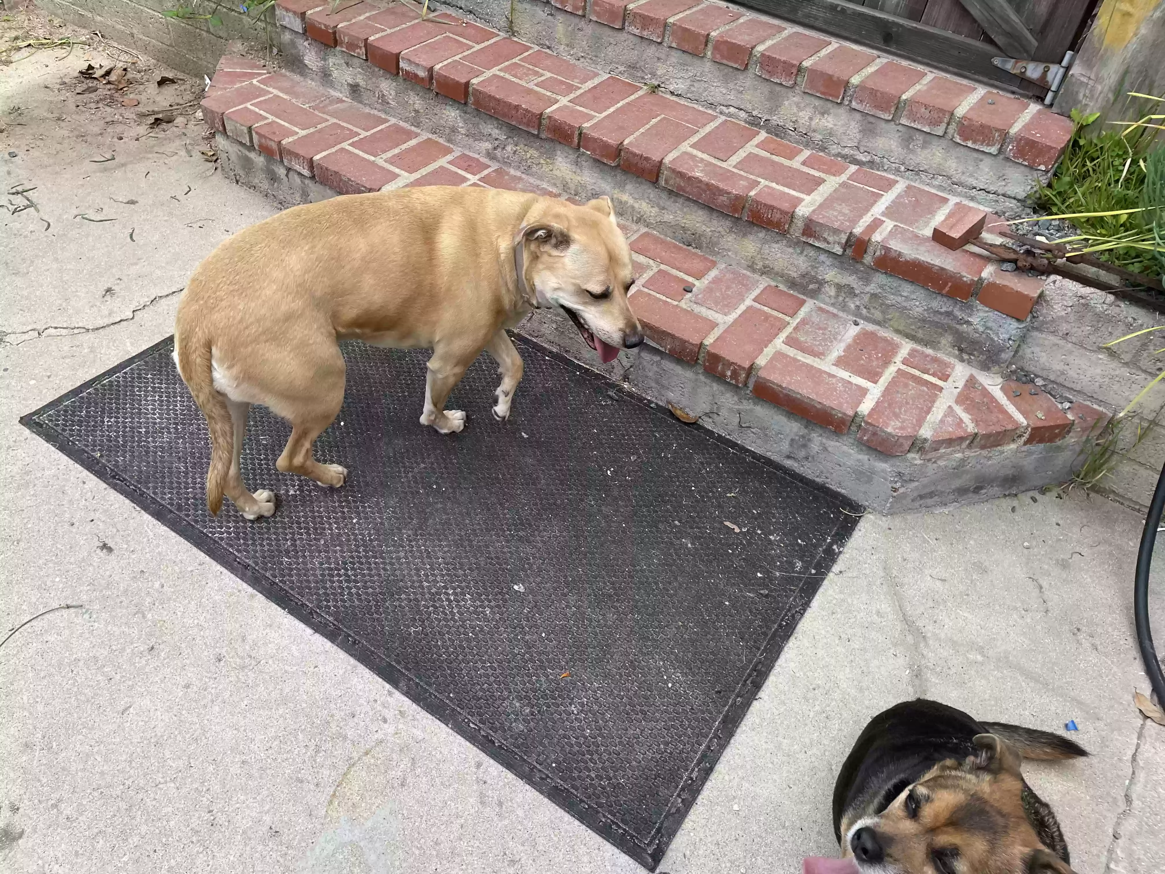 adoptable Dog in Lemon Grove,CA named Nala