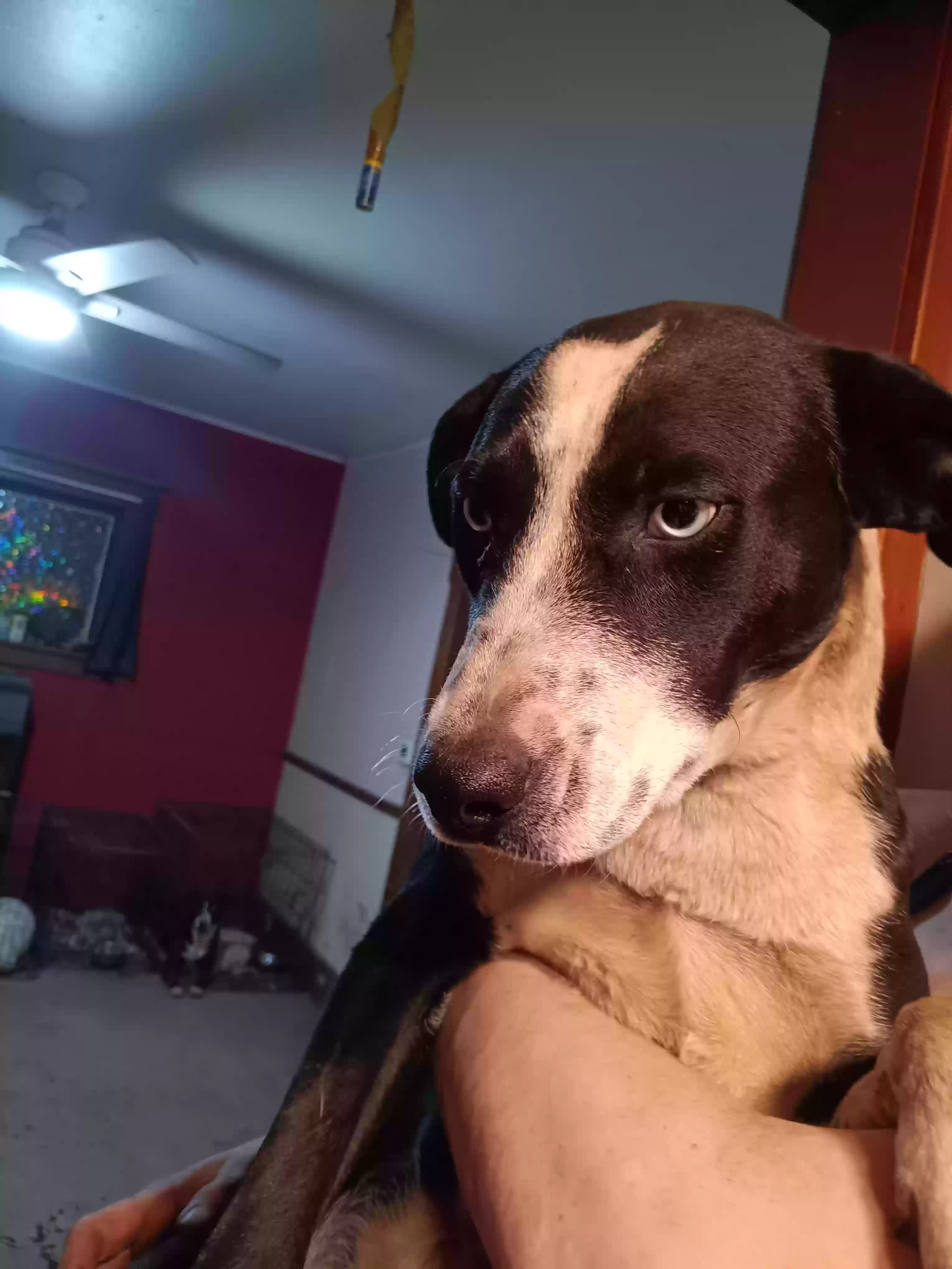 adoptable Dog in Kalamazoo,MI named Oreo