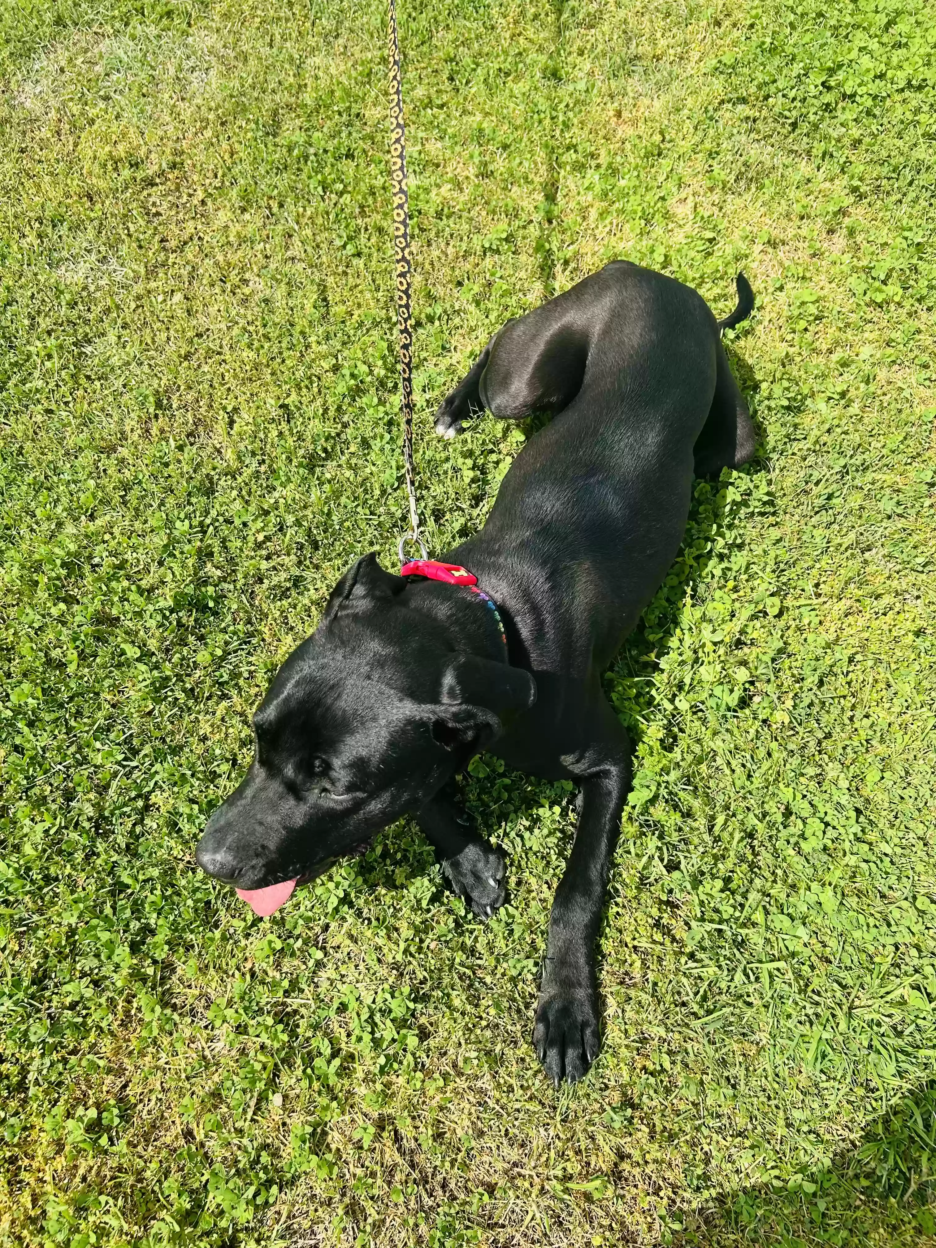adoptable Dog in Corsicana,TX named Luna