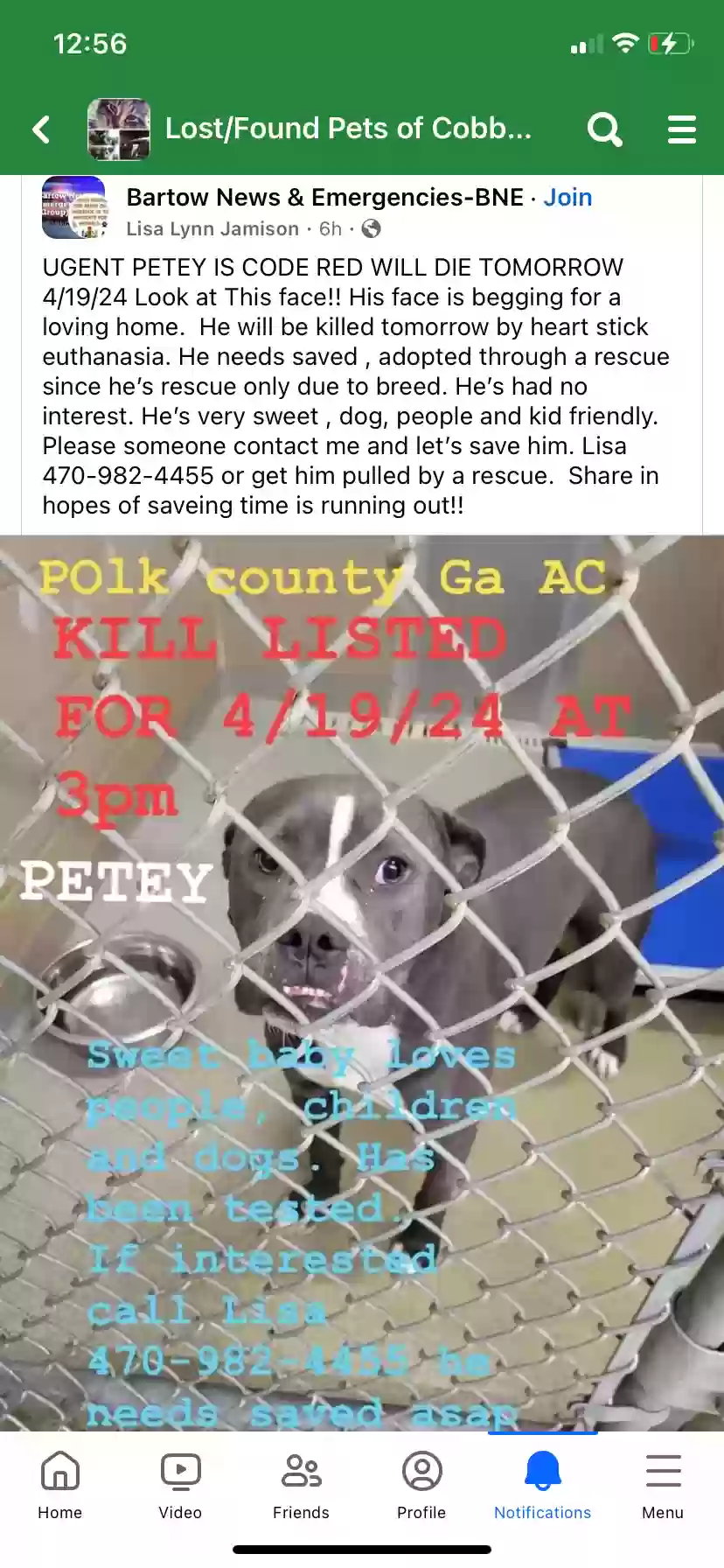 adoptable Dog in Marietta,GA named Petey