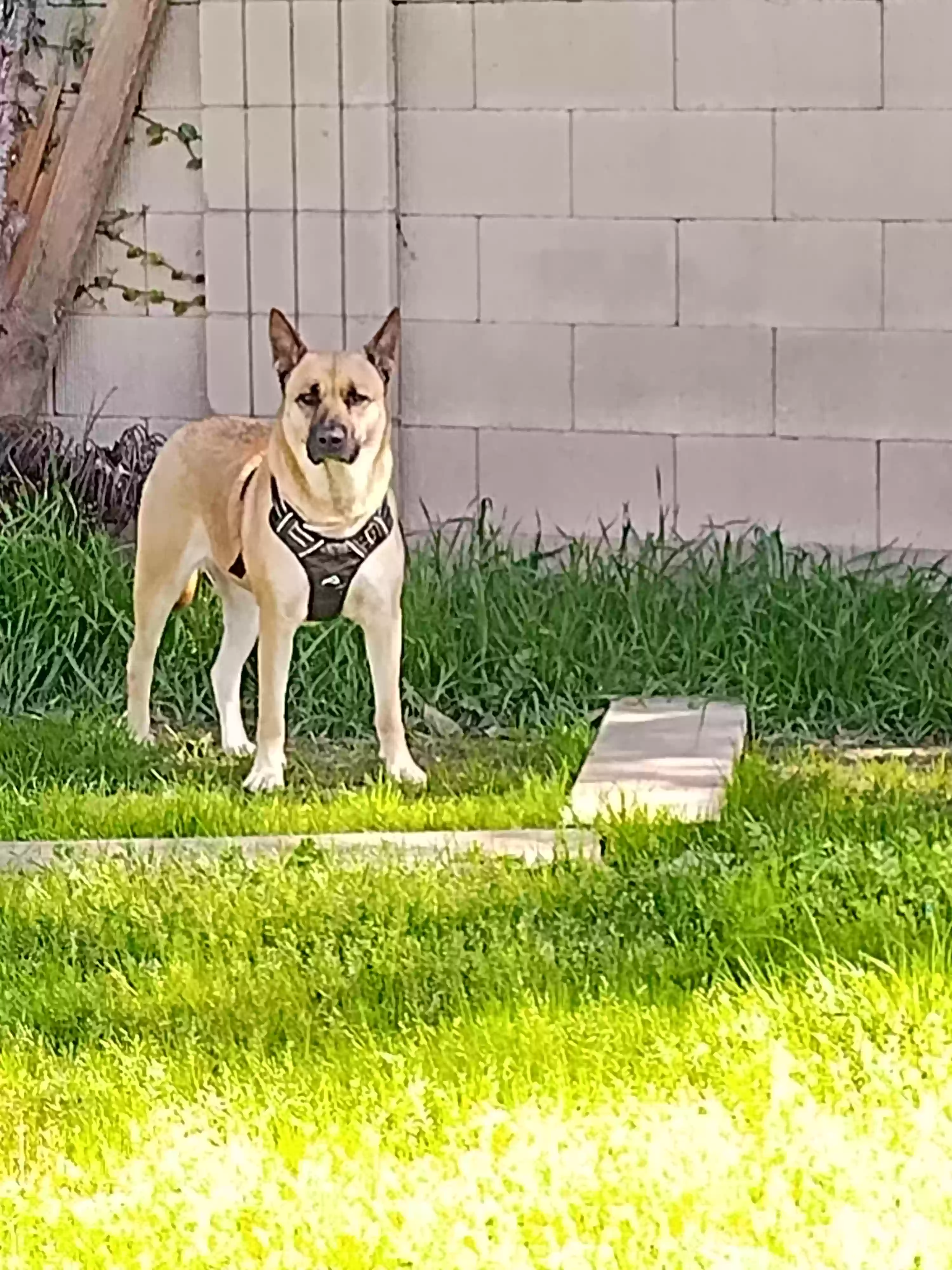 adoptable Dog in Sacramento,CA named Gina