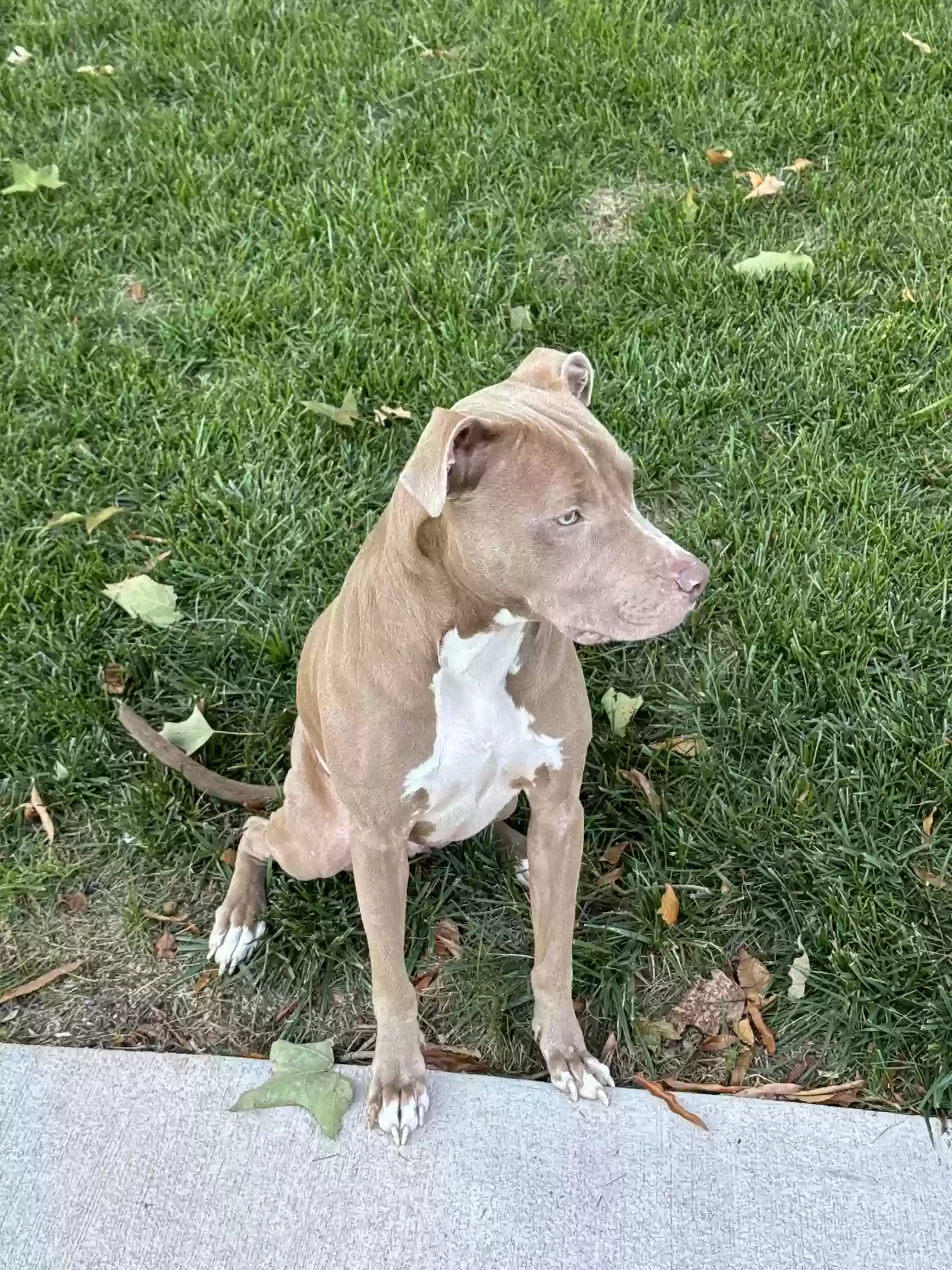 adoptable Dog in Leesburg,VA named Diesel