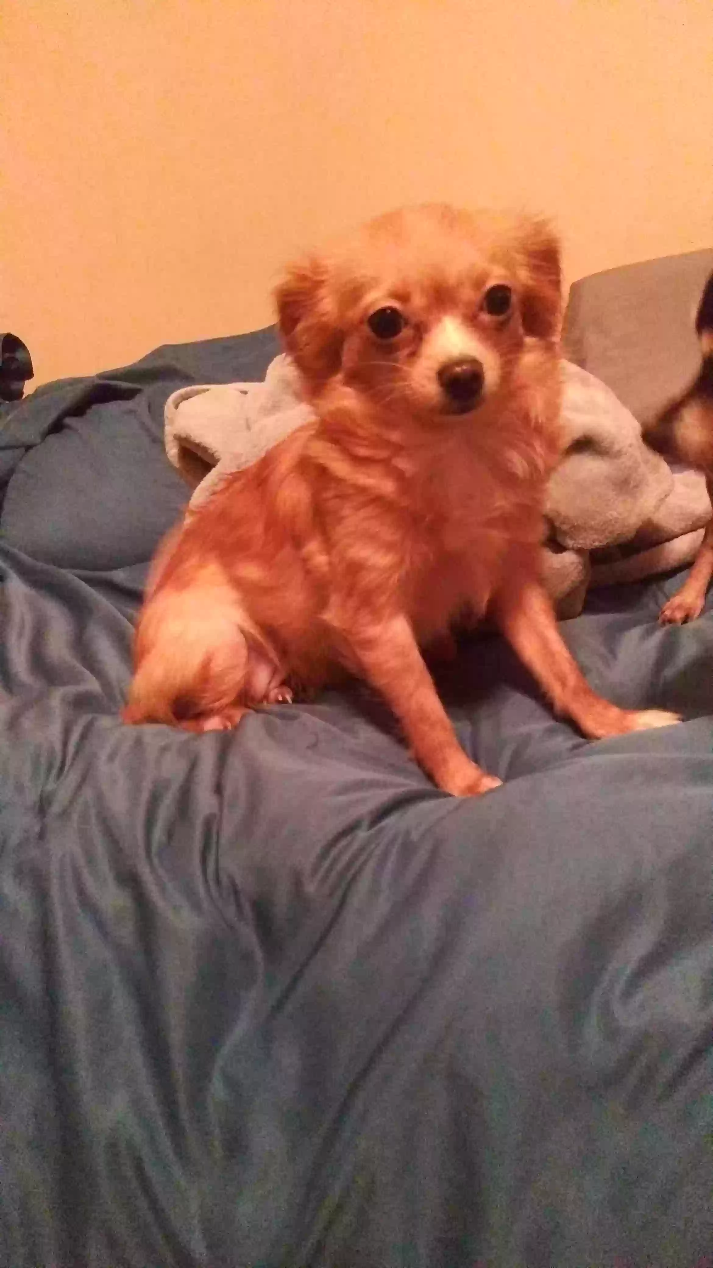adoptable Dog in Hammond,LA named Zoey