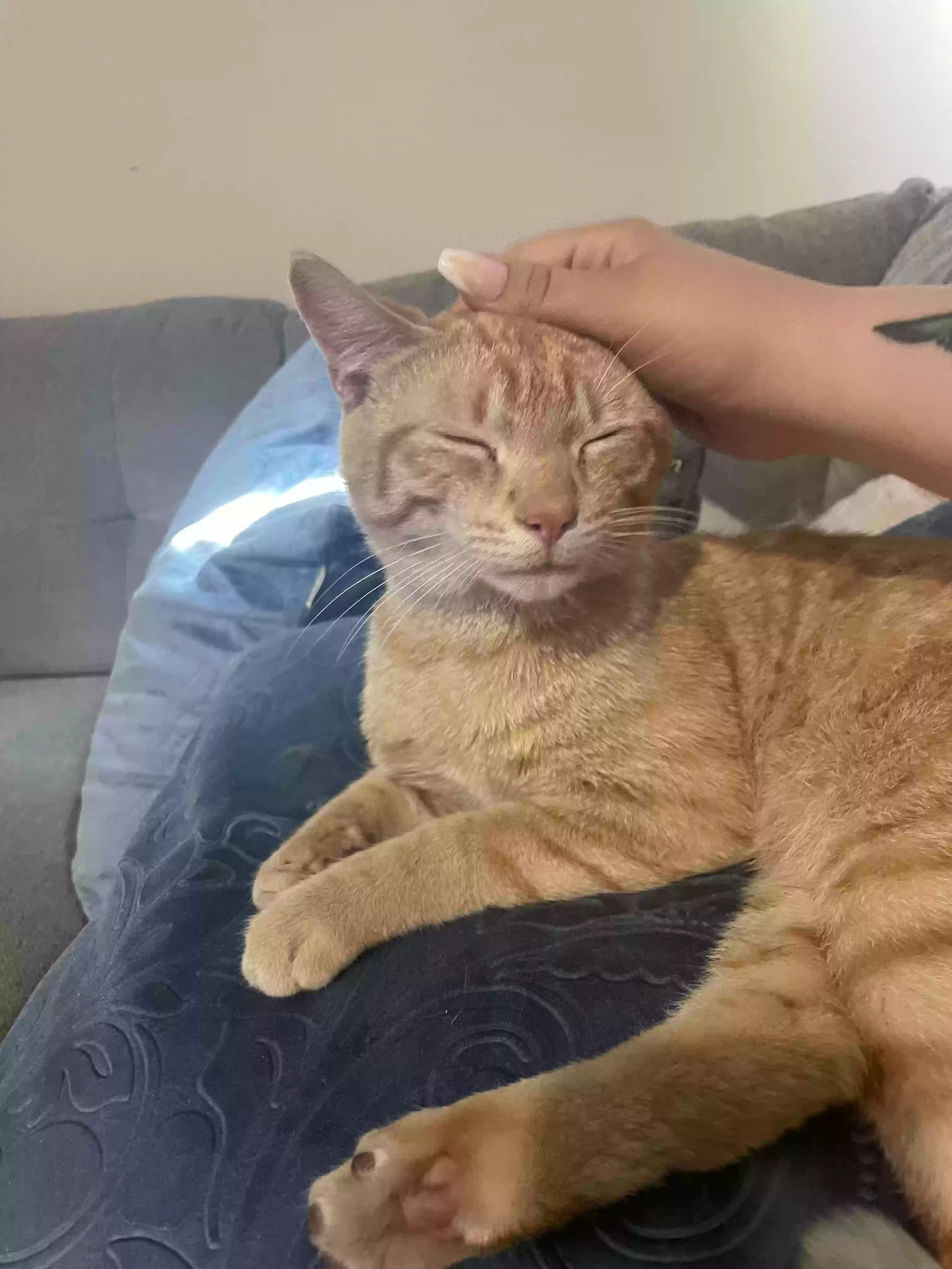 adoptable Cat in Covina,CA named 
