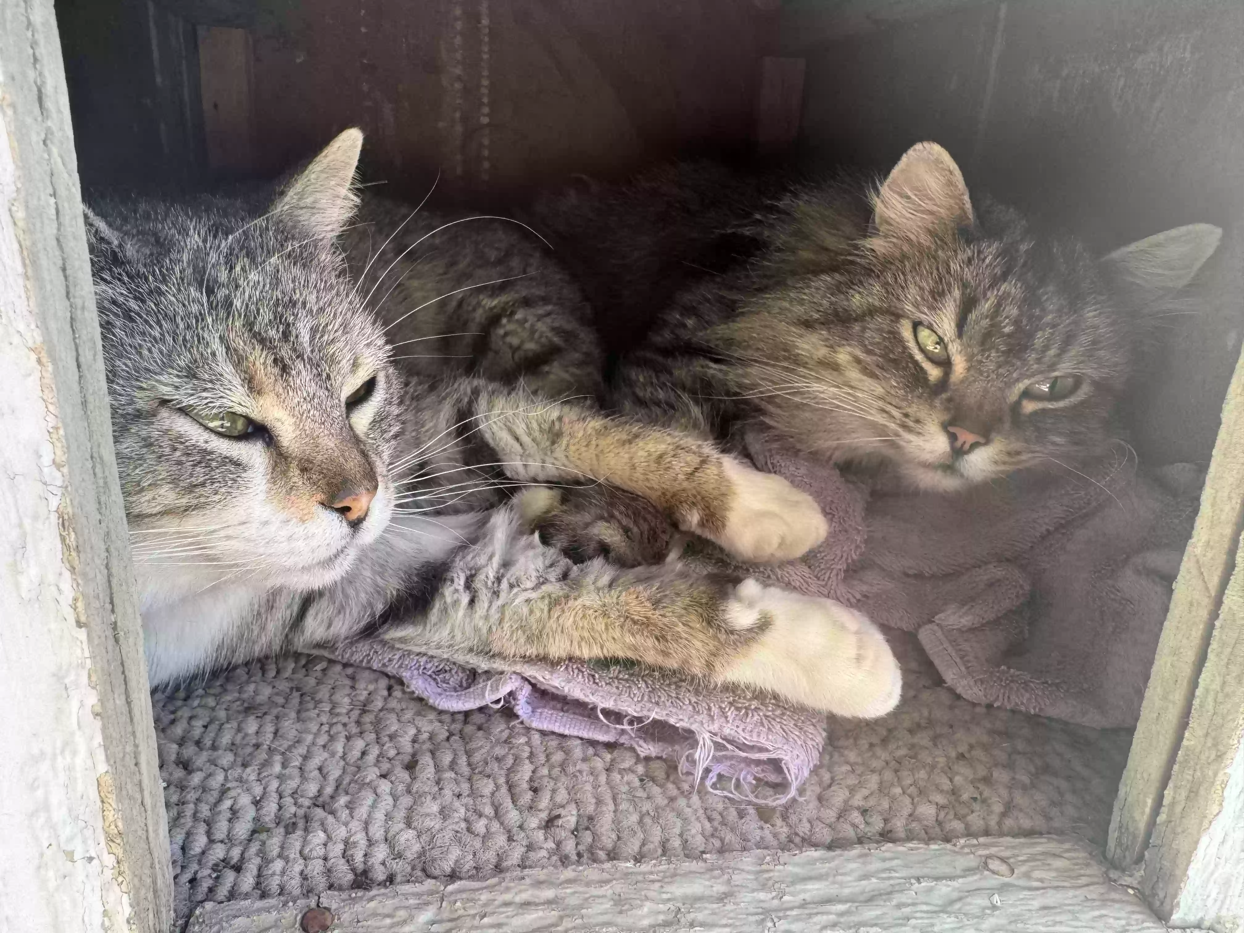 adoptable Cat in Liberty,MO named Lily and jasmyn
