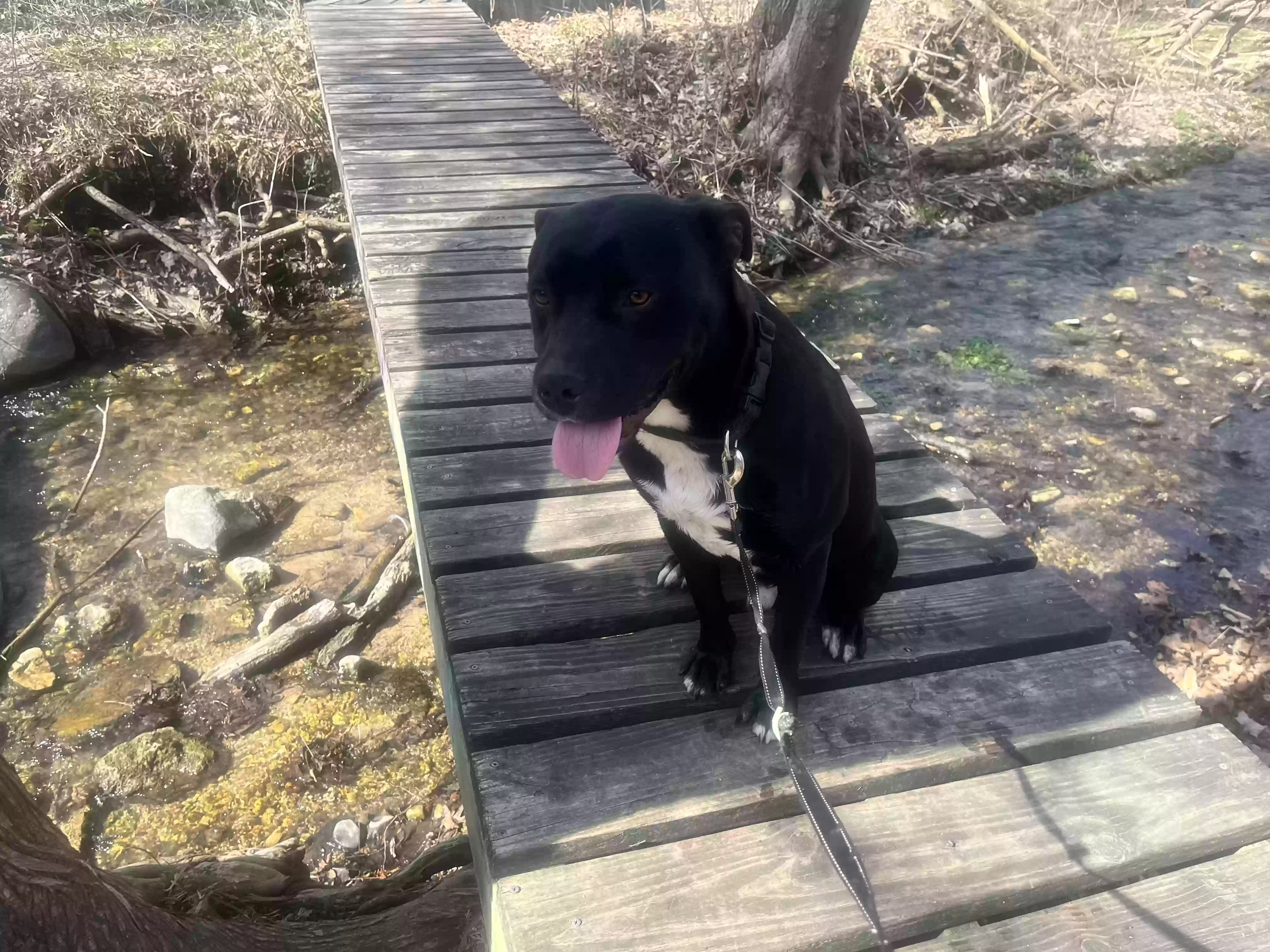 adoptable Dog in Elgin,IL named Kilo