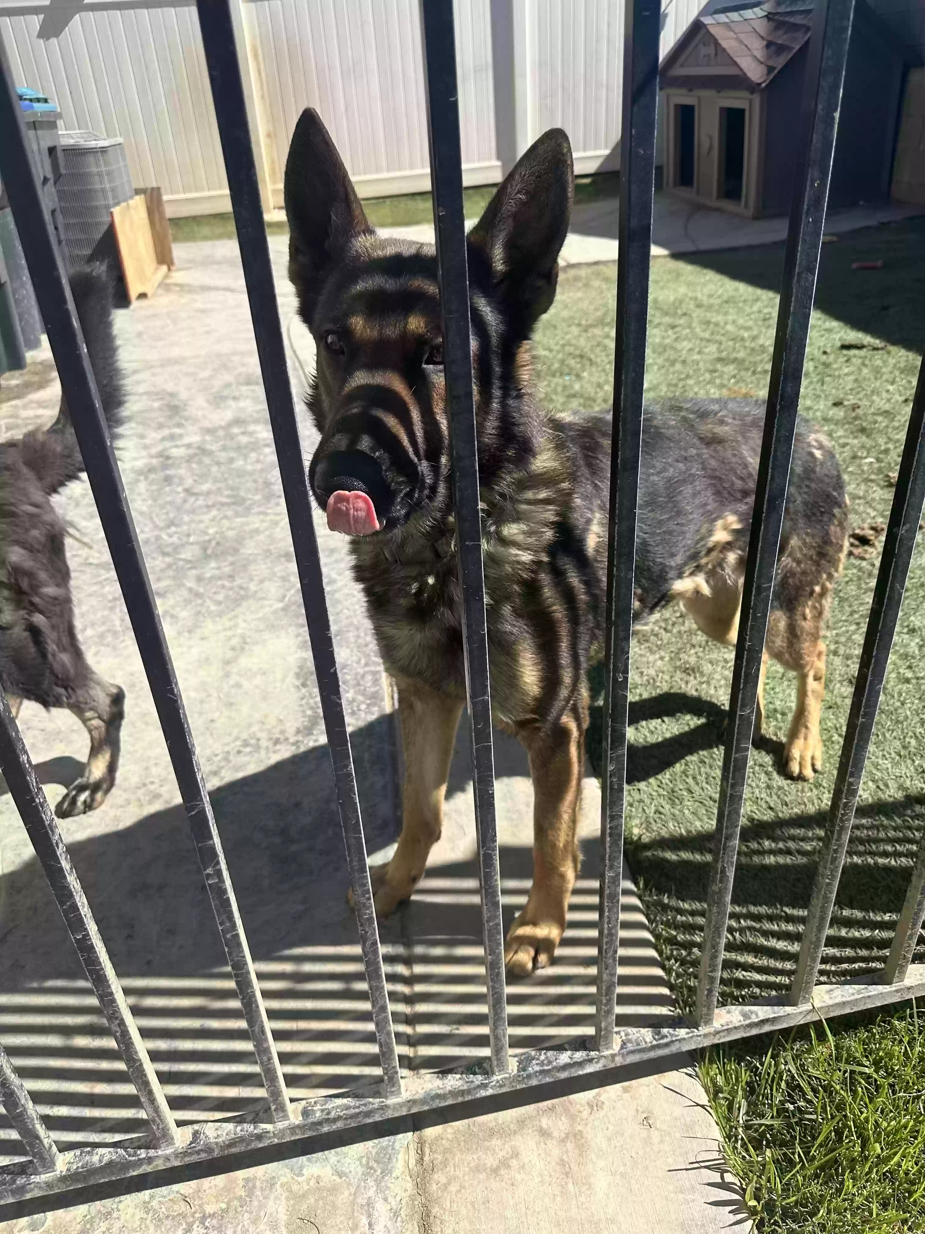 adoptable Dog in Banning,CA named Apollo