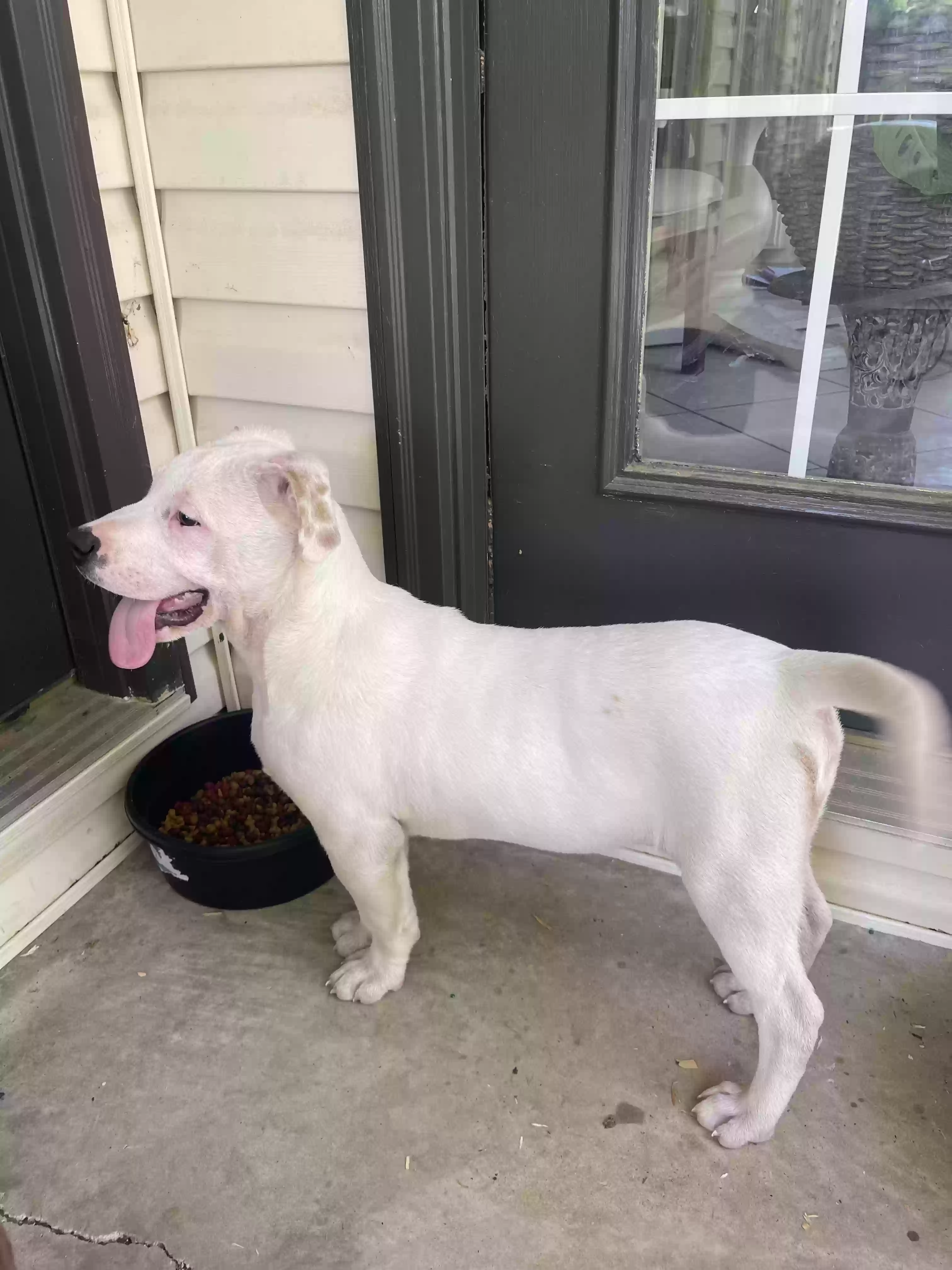 adoptable Dog in Jacksonville,AL named 