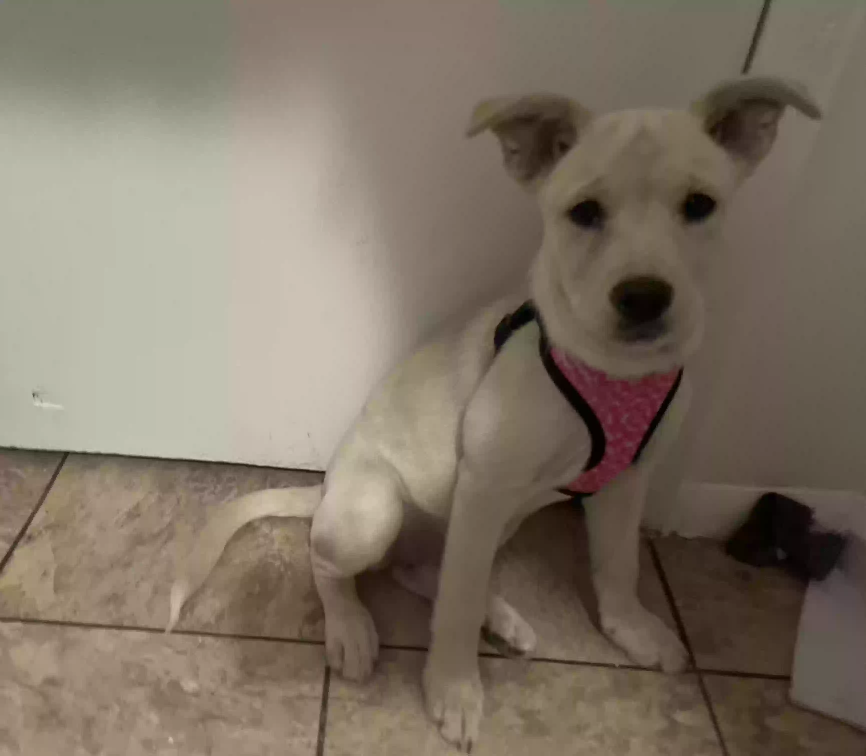 adoptable Dog in El Paso,TX named Marley