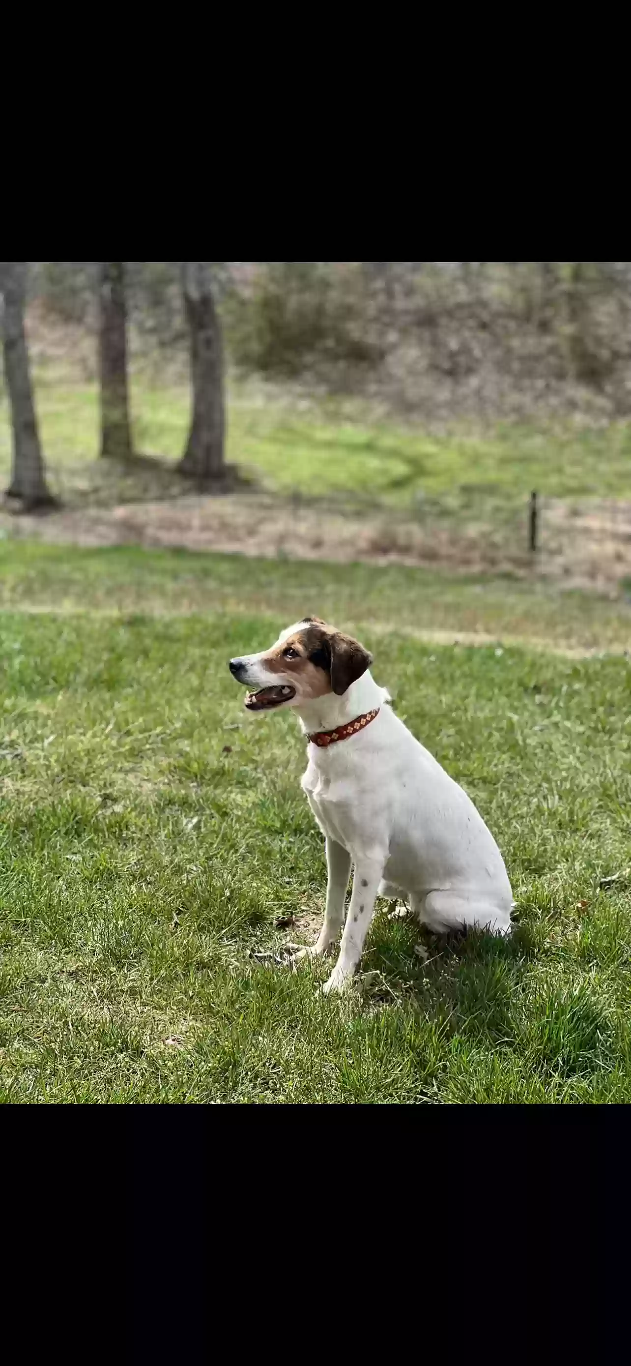 adoptable Dog in Clarksville,TN named Macie