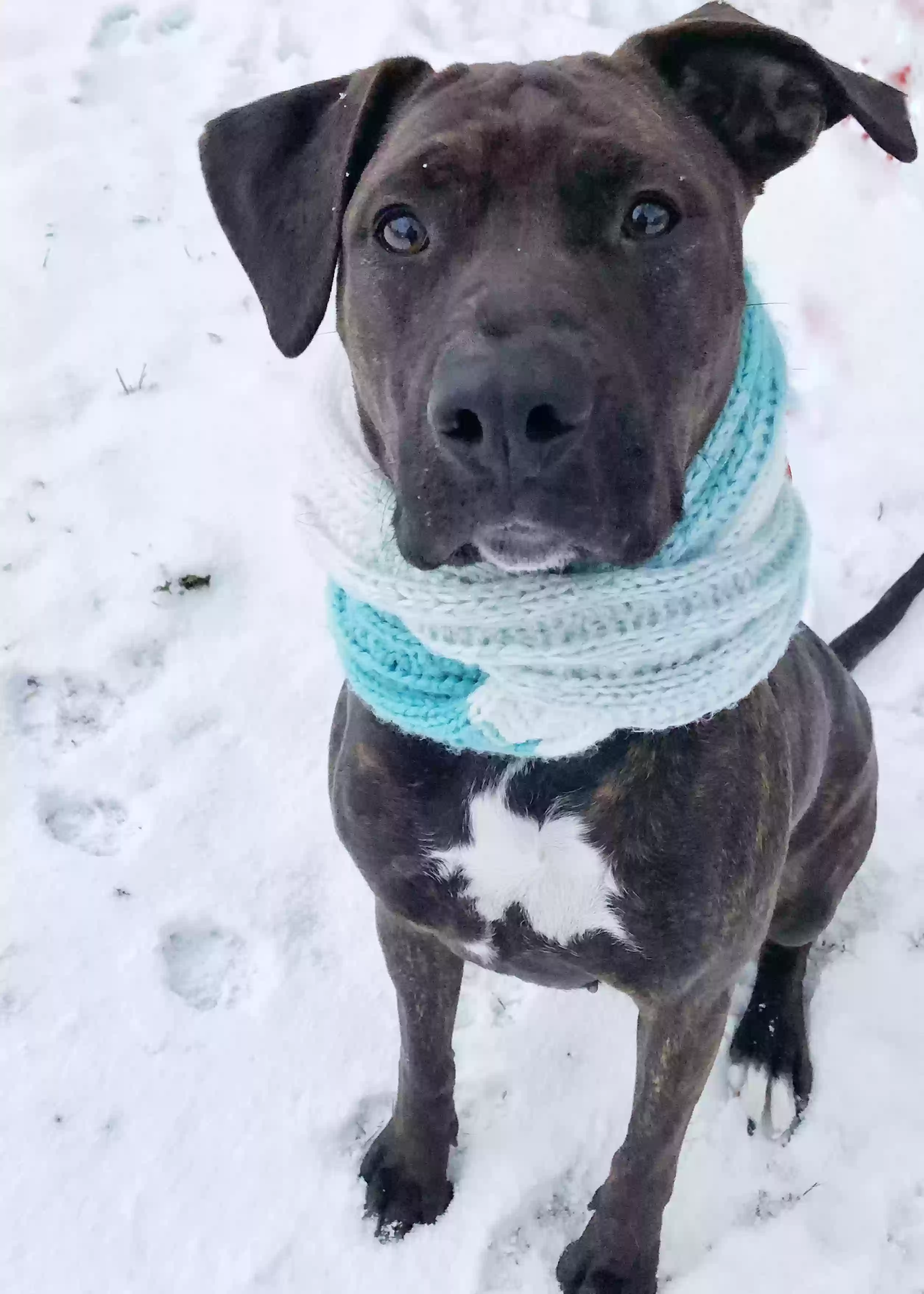 adoptable Dog in Traverse City,MI named Penny