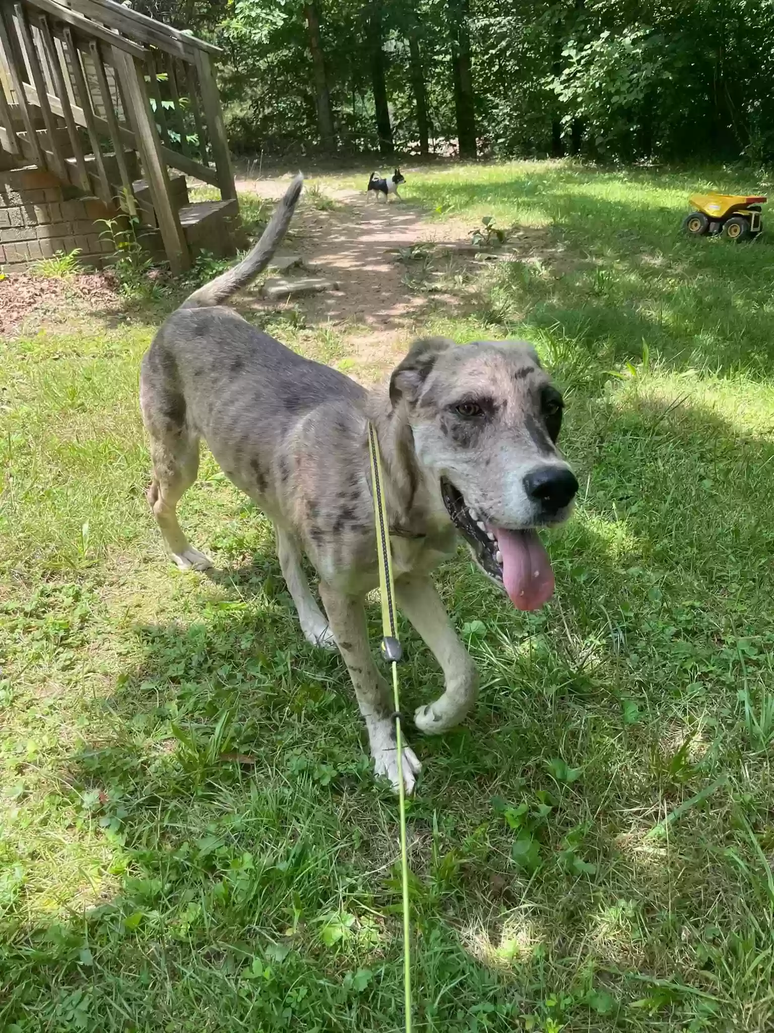 adoptable Dog in Madison,NC named Champ