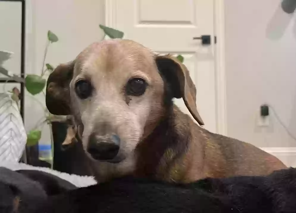 adoptable Dog in Allen,TX named schnitzel