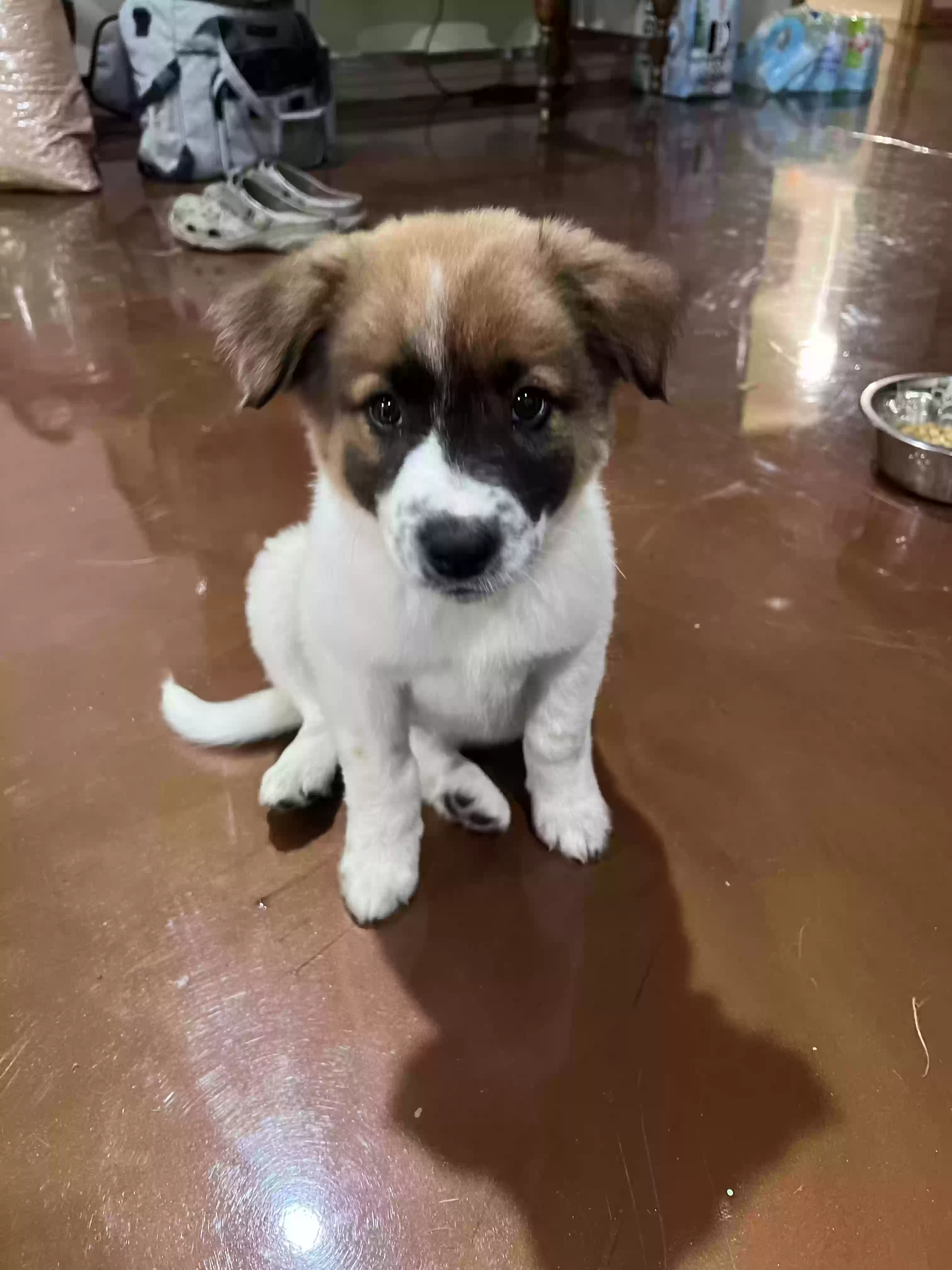 adoptable Dog in Corsicana,TX named Colter