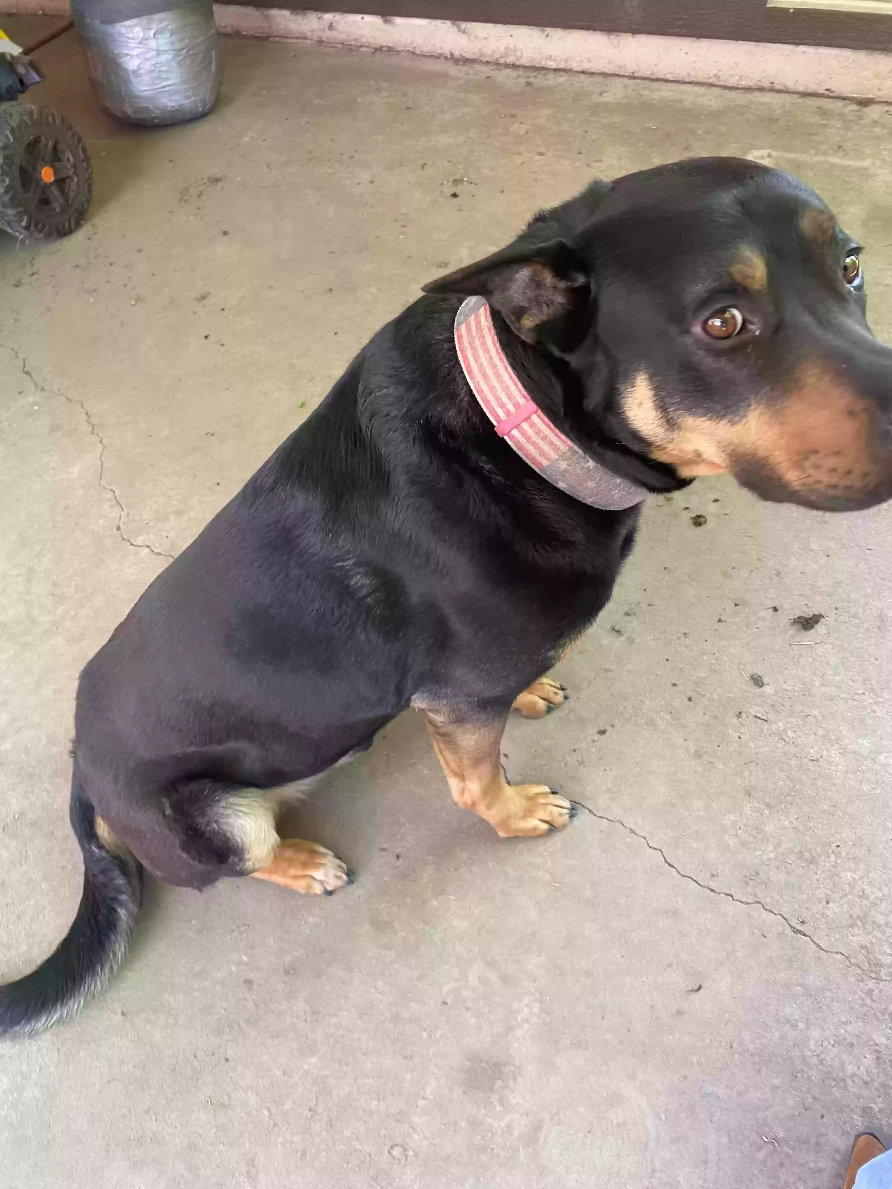 adoptable Dog in Stockton,CA named rocky