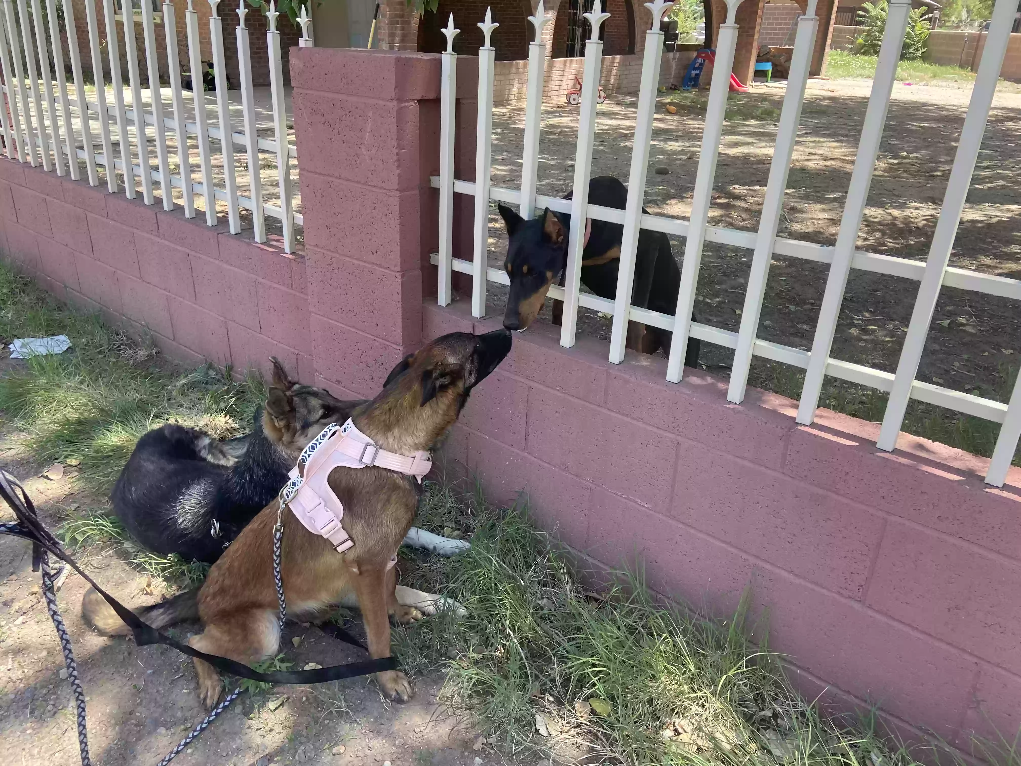 adoptable Dog in Albuquerque,NM named Hennessy